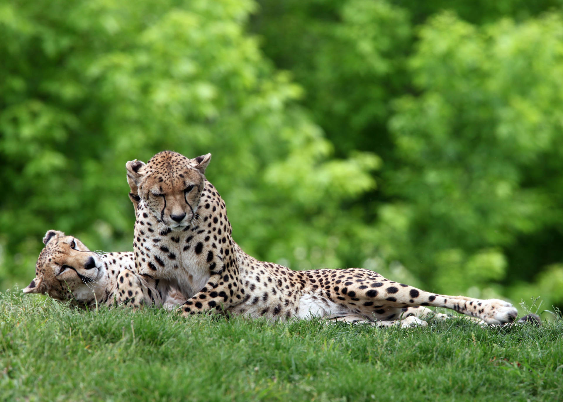 Couple Cheetah On A Grass Background