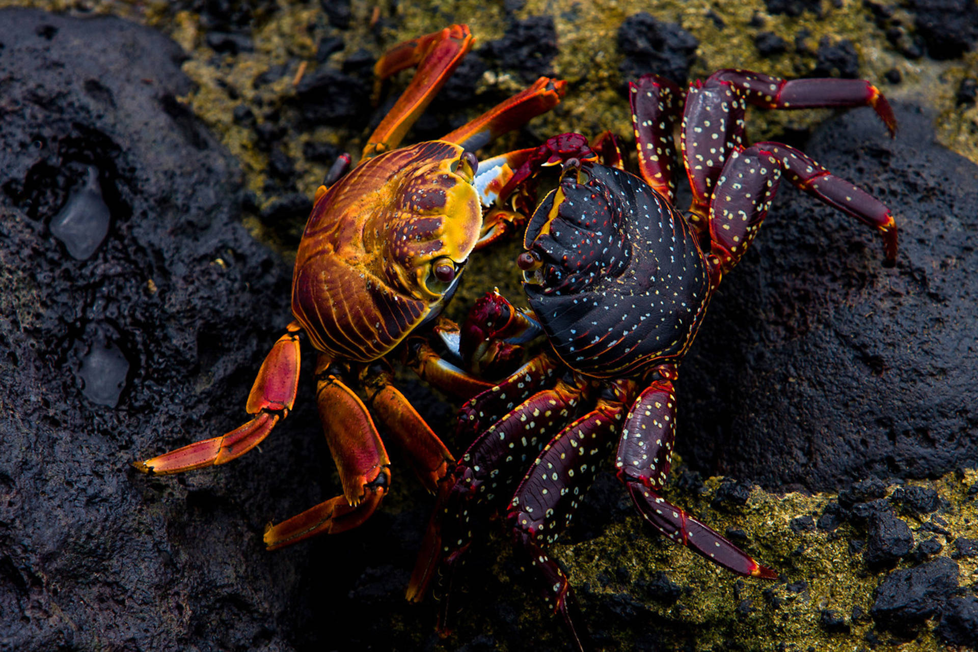 Couple Crabs In Rock Background