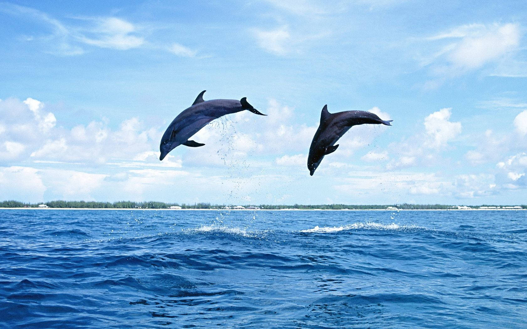 Couple Dolphins Leaping