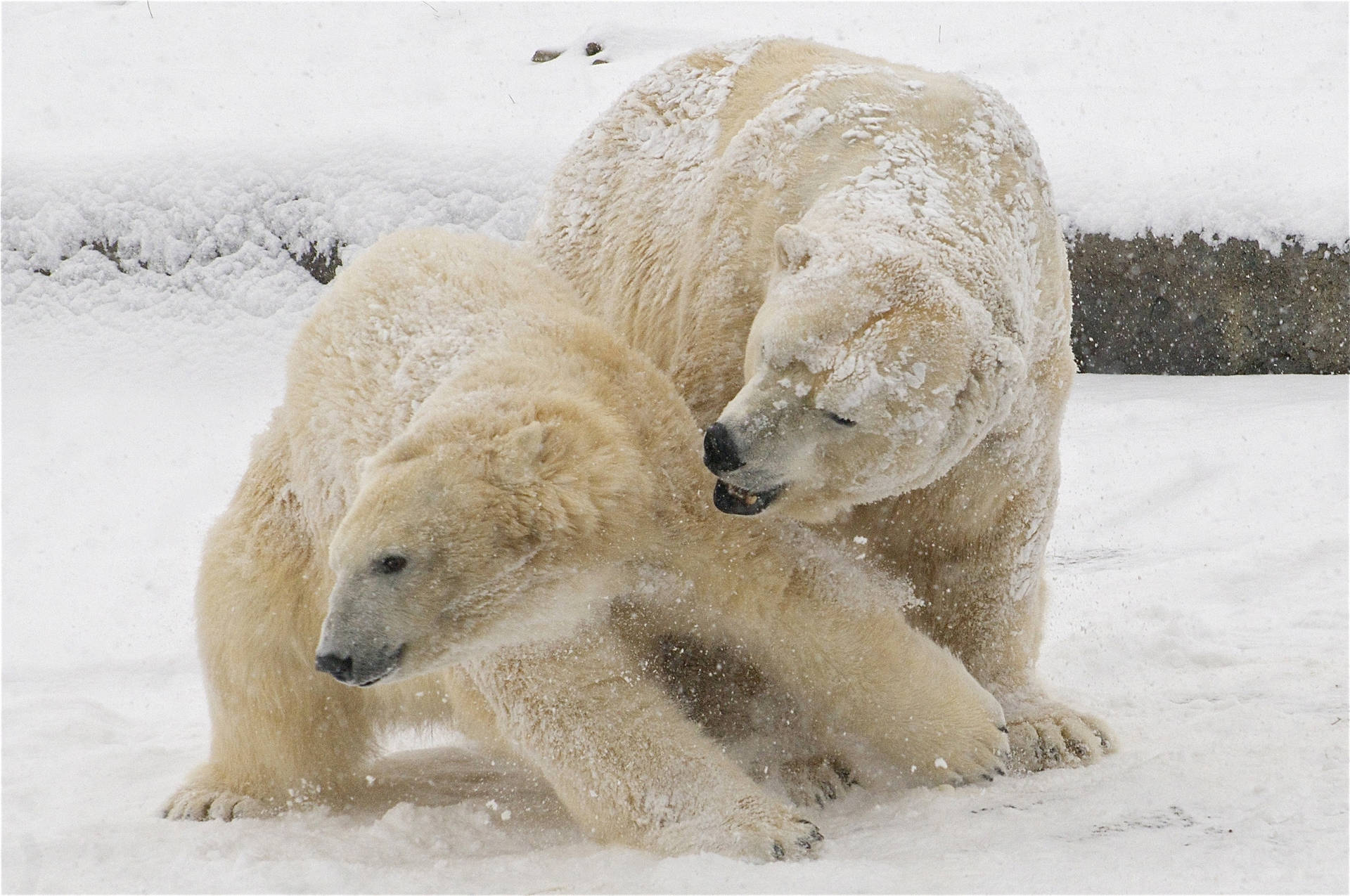 Couple Polar Bears Background