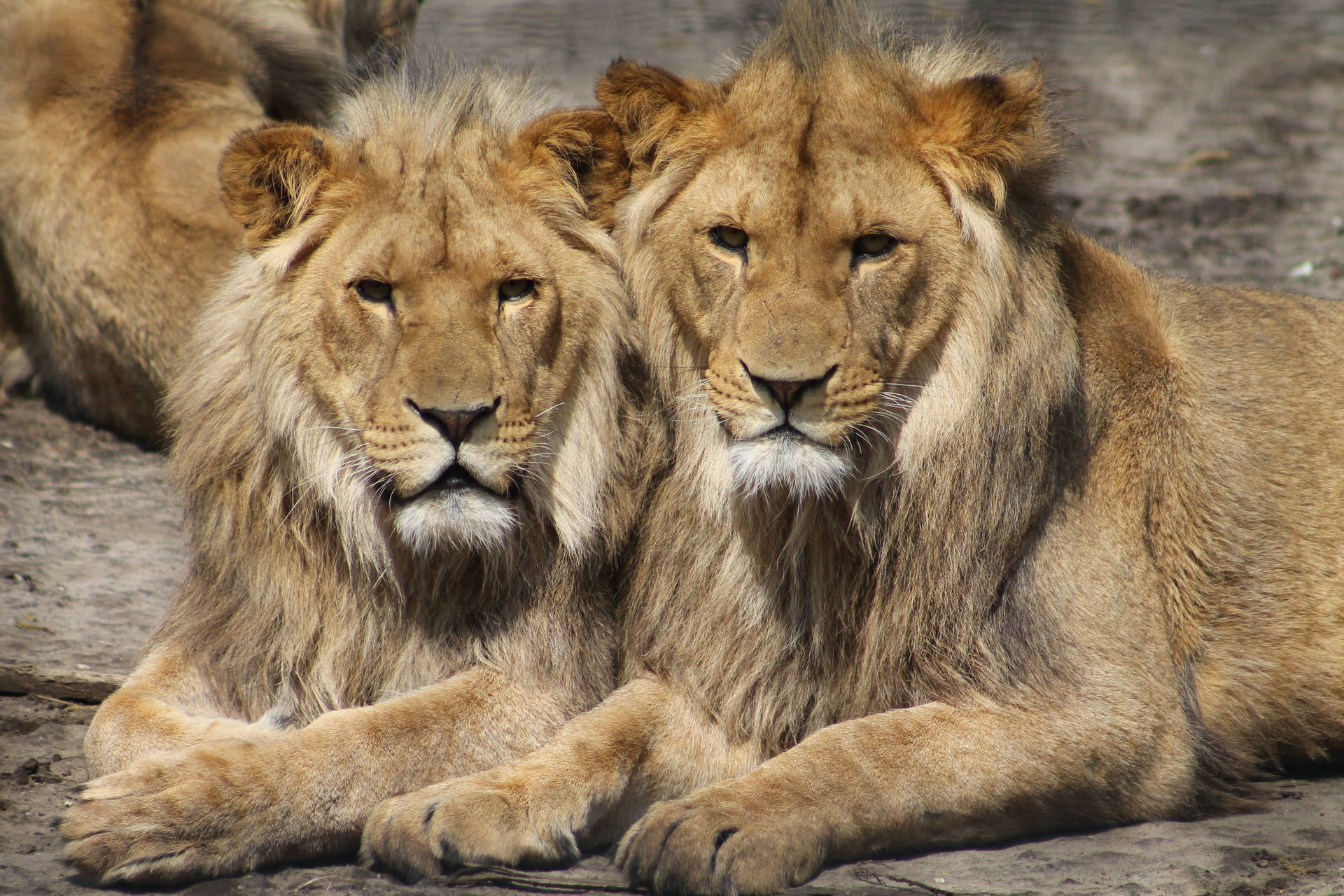 Couple Predator Lions Background