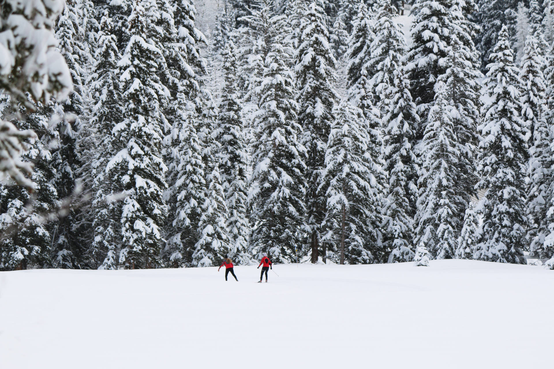 Couple Skiing In Evergreens Background