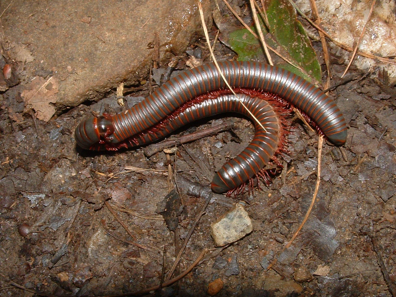 Coupling Millipede On Muddy Ground