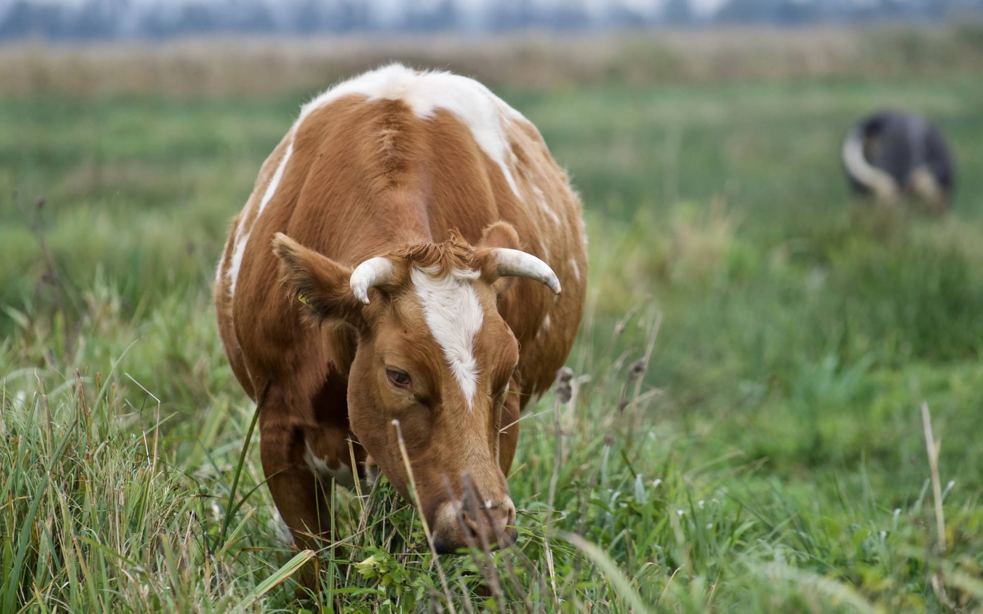 Cow Animal Eating Grasses On A Farm