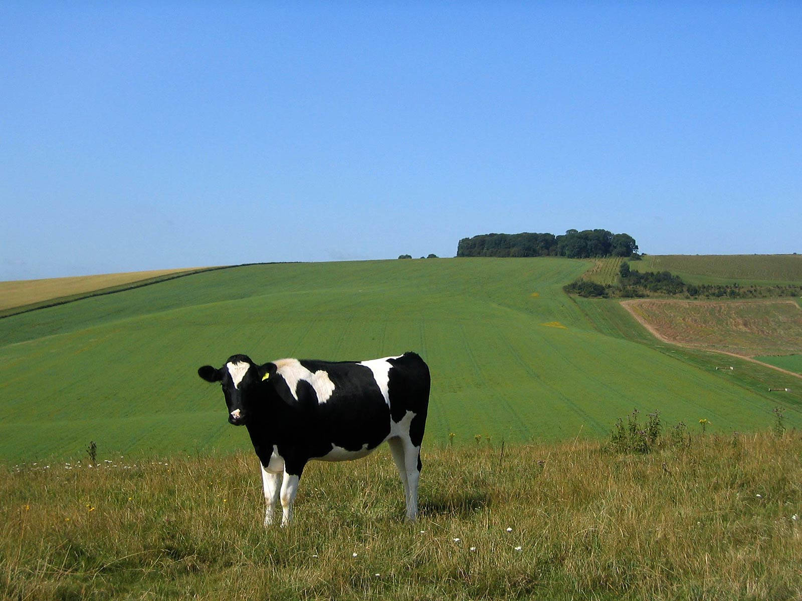 Cow Enjoying A Peaceful Day In The Sun Background