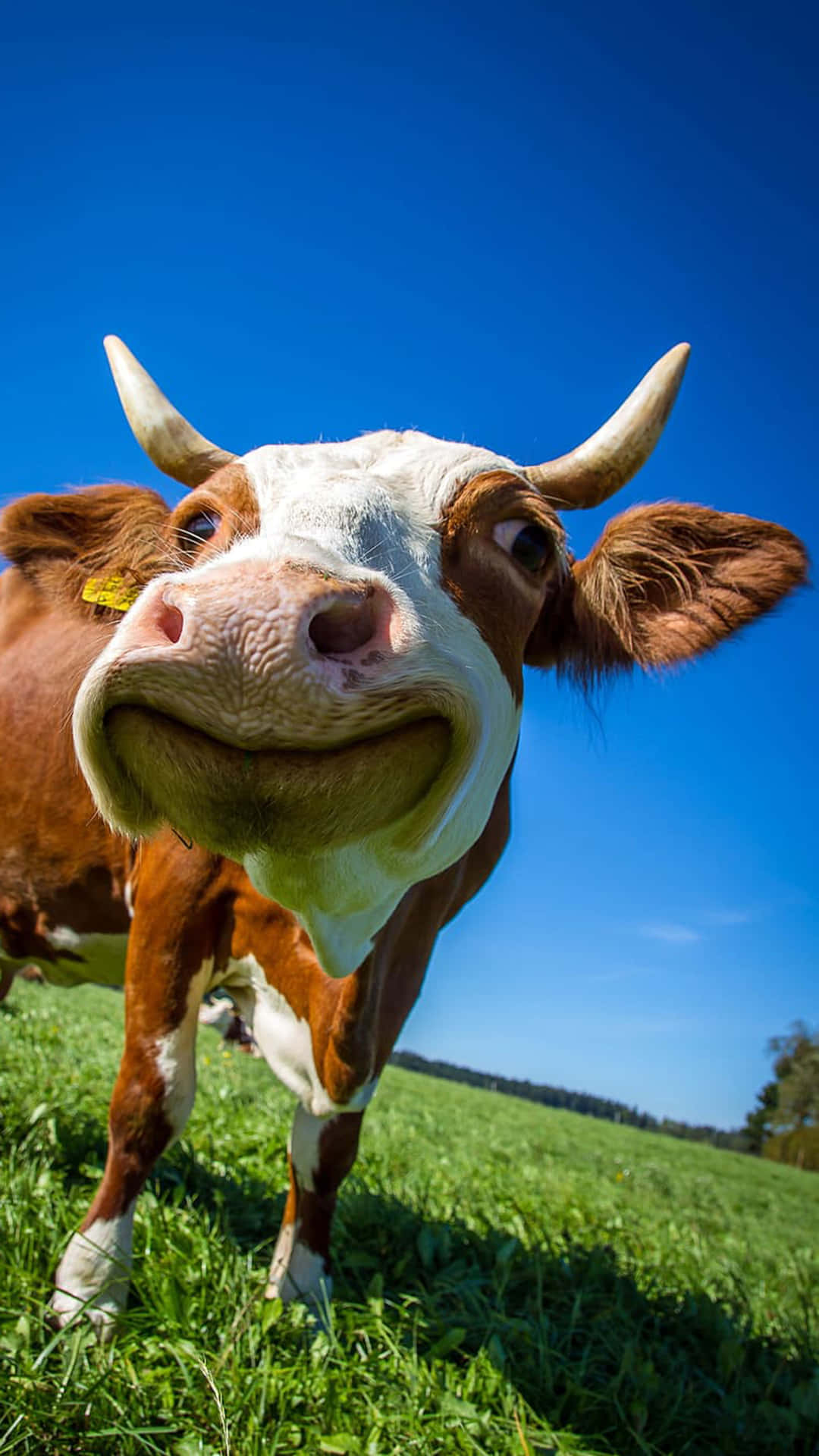 Cow Funny Discord Pfp Background