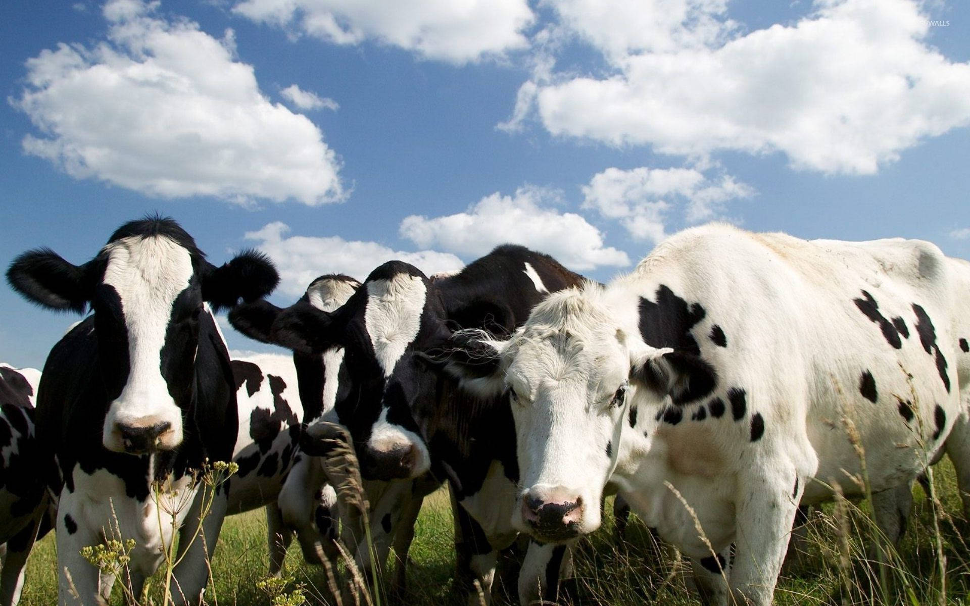 Cow Herd In Black And White Background