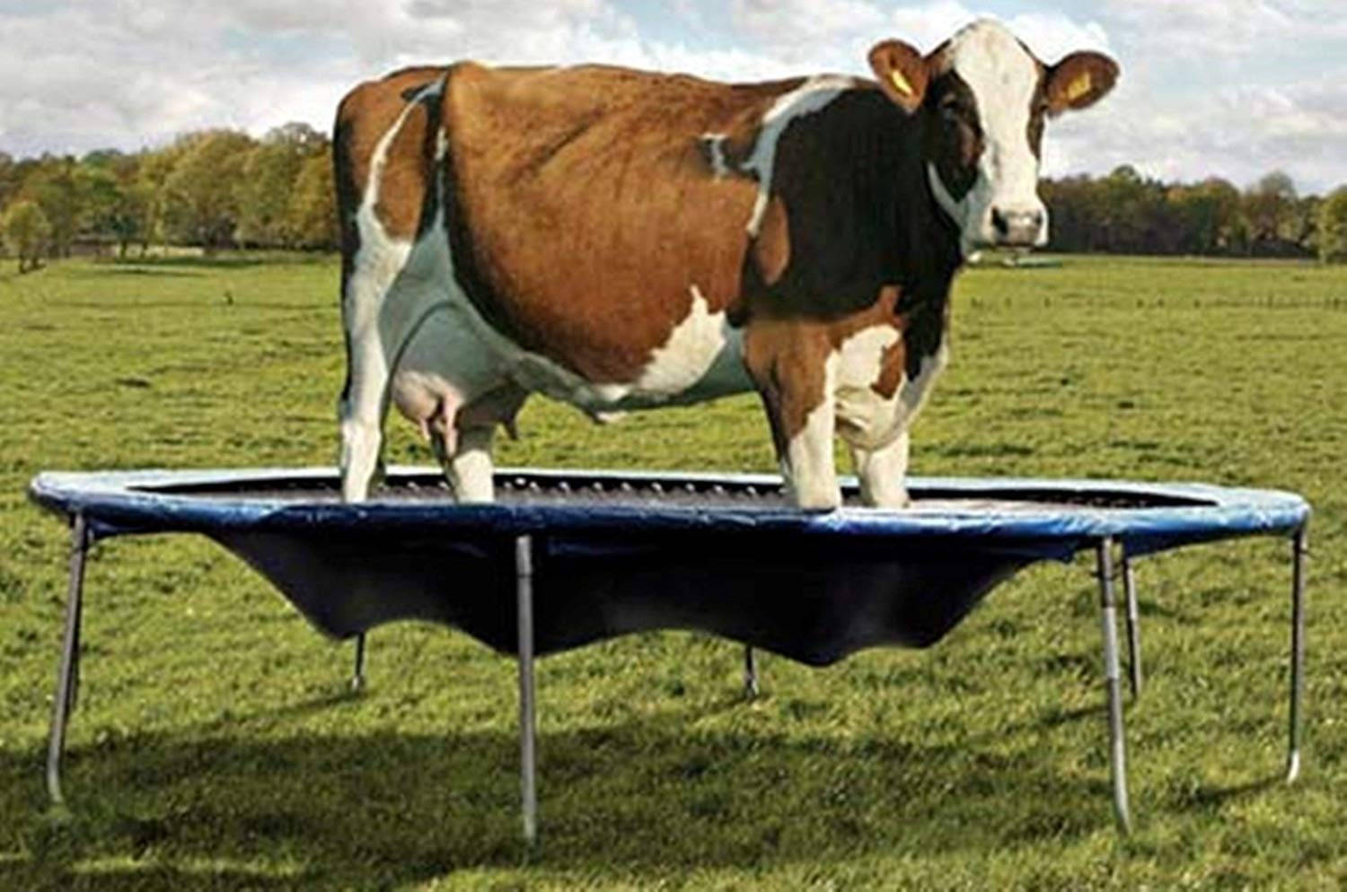 Cow On A Trampoline Background