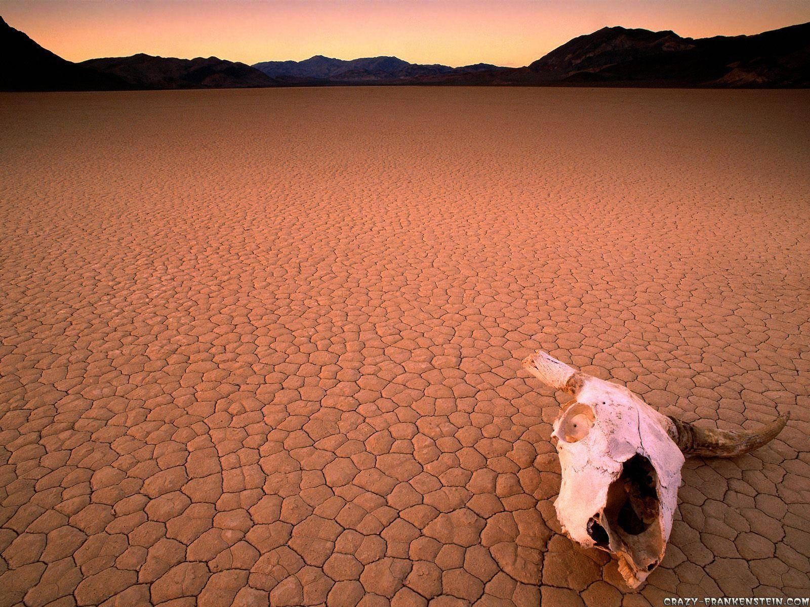 Cow Skull Dry Valley Background