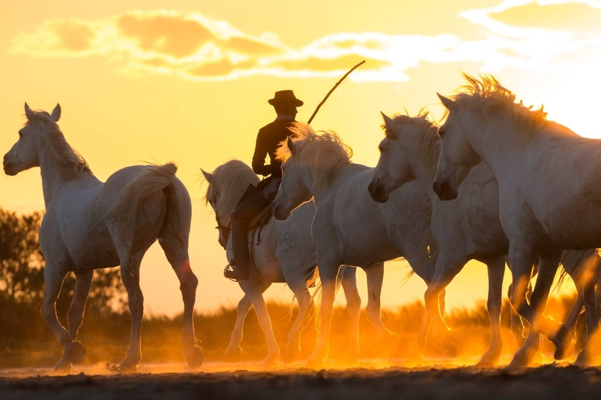 Cowboy And White Horses Background