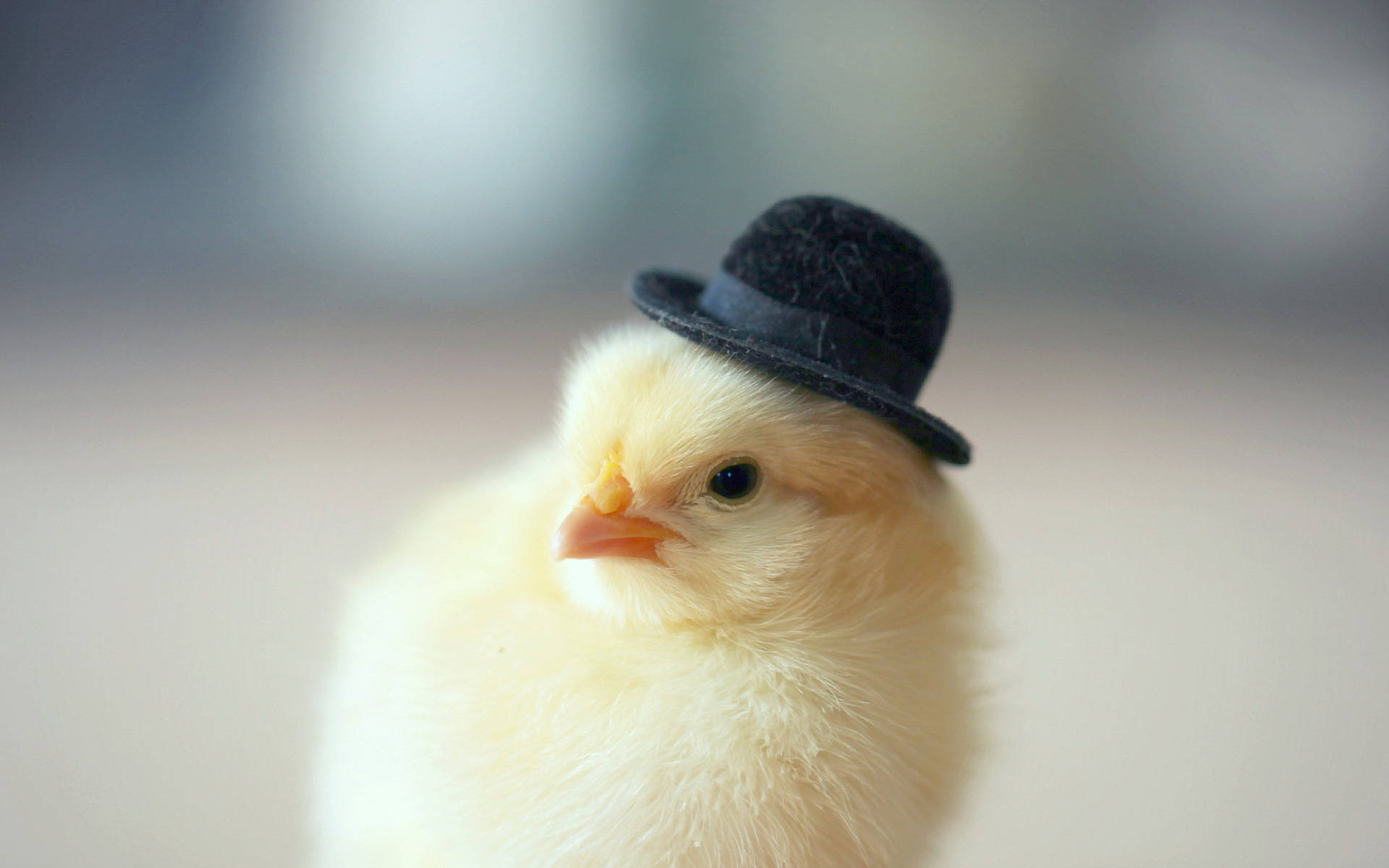 Cowboy Hat Chick Background