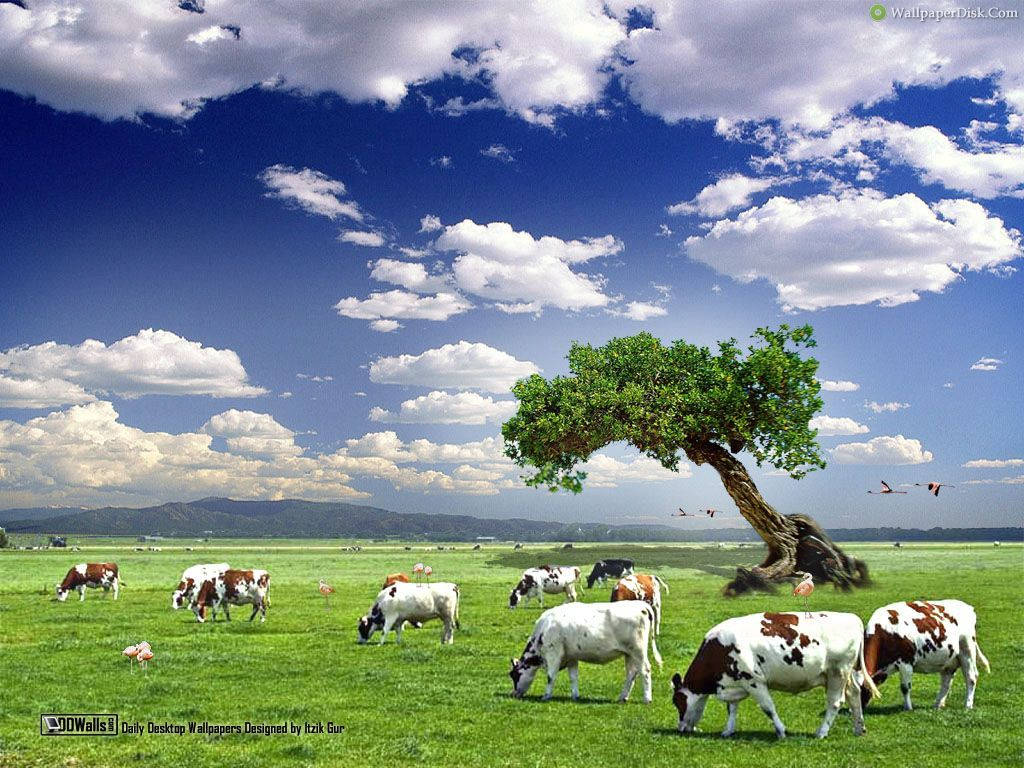 Cows On A Cloudy Day Background