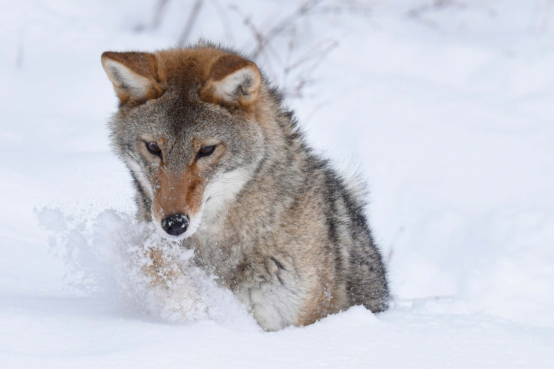 Coyote Digging In The Snow