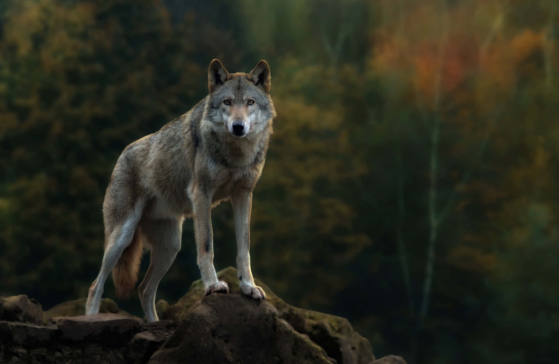 Coyote On Top Of A Rock