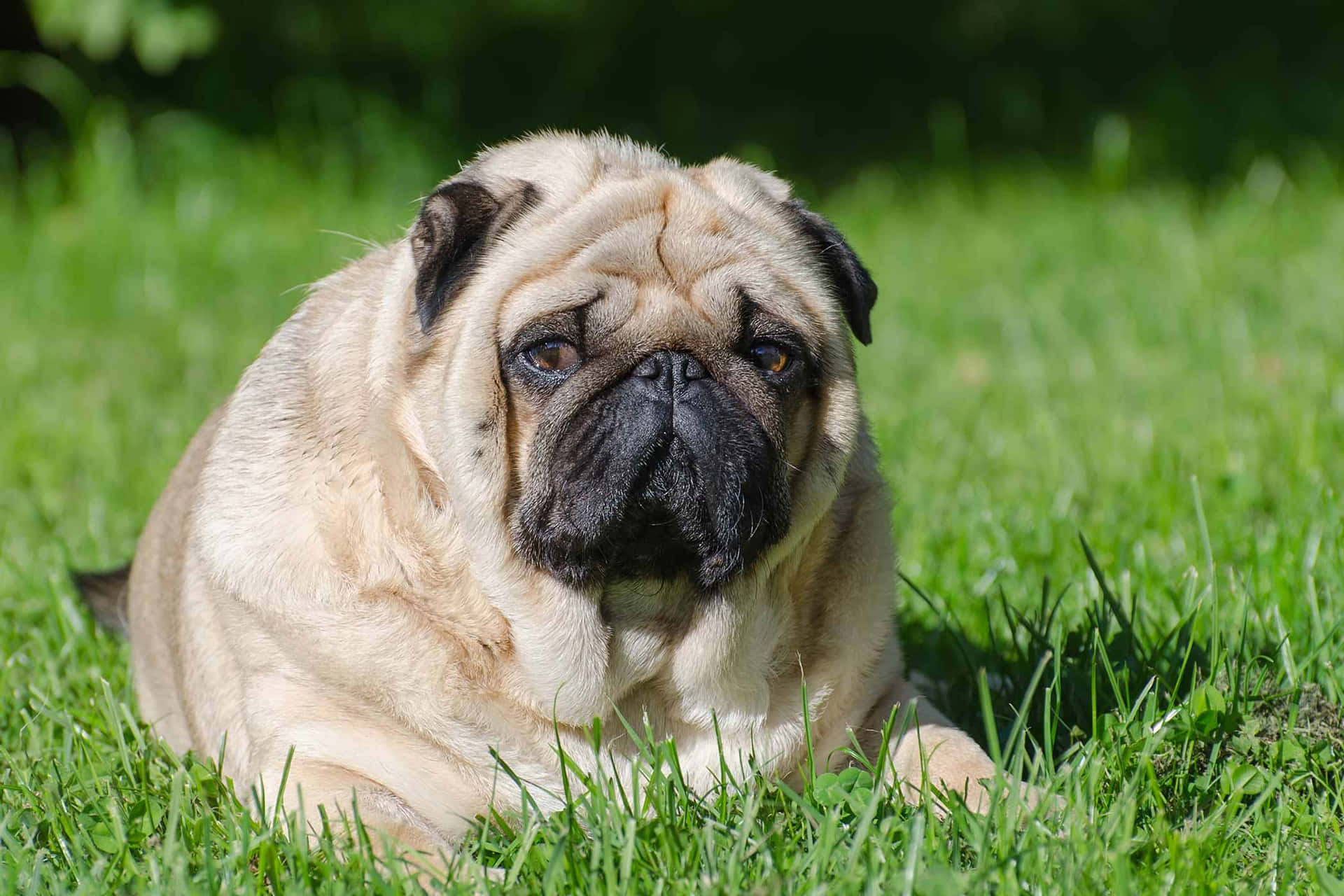 Cozy And Chunky – Cute Overweight Dog Lounging On A Sofa Background