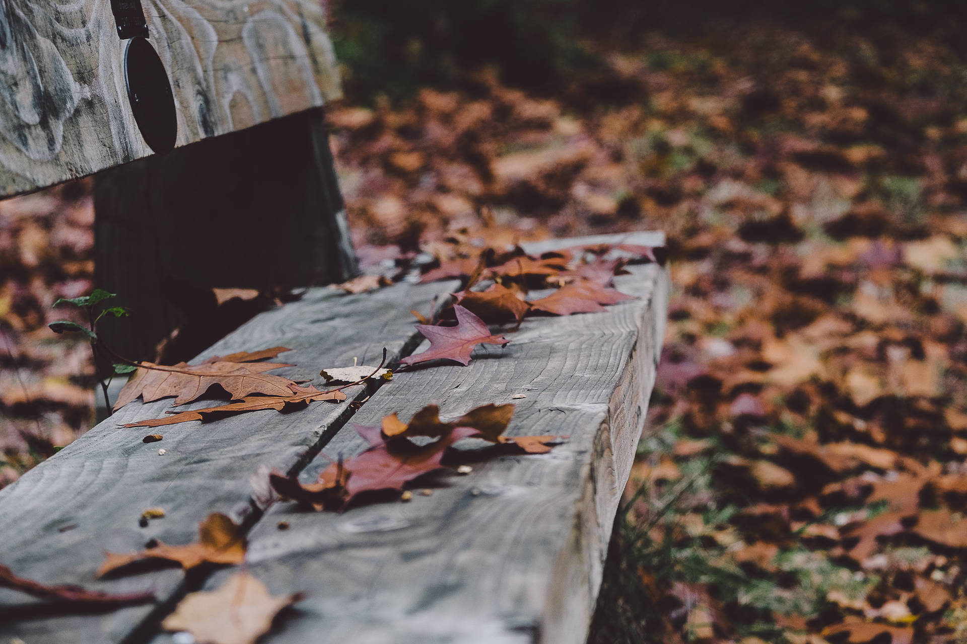 Cozy Autumn Bench Background