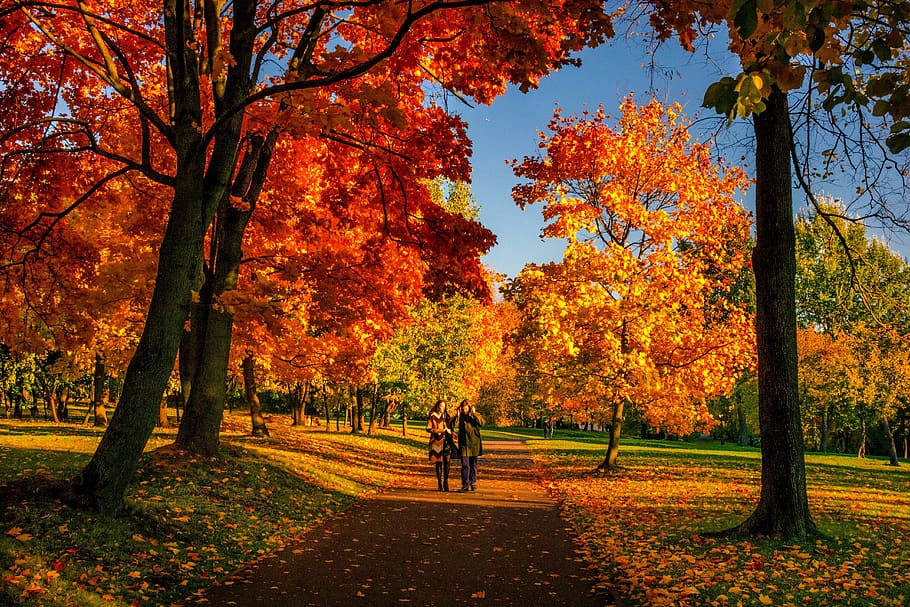 Cozy Autumn Couple Park Background
