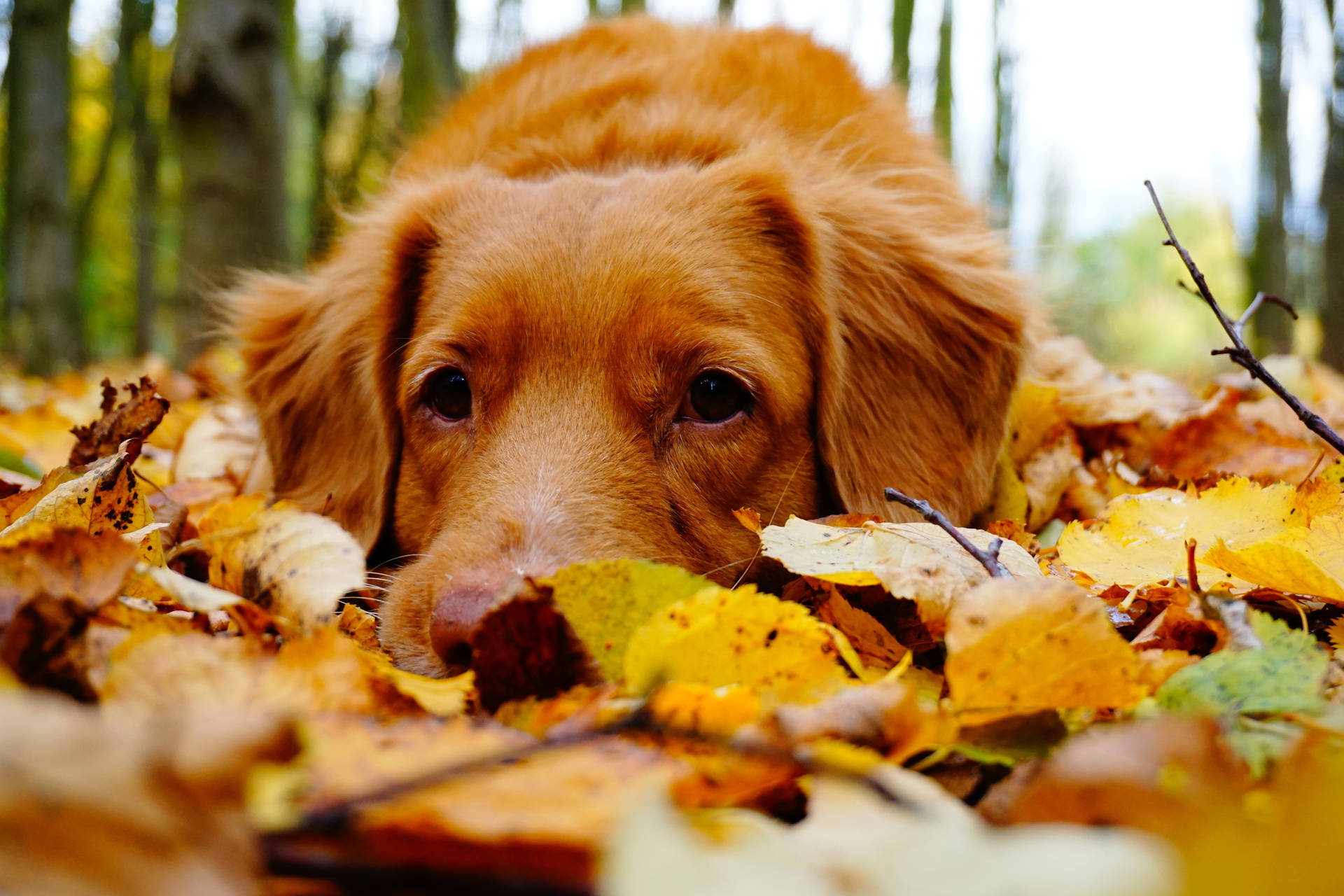 Cozy Autumn Dog Background