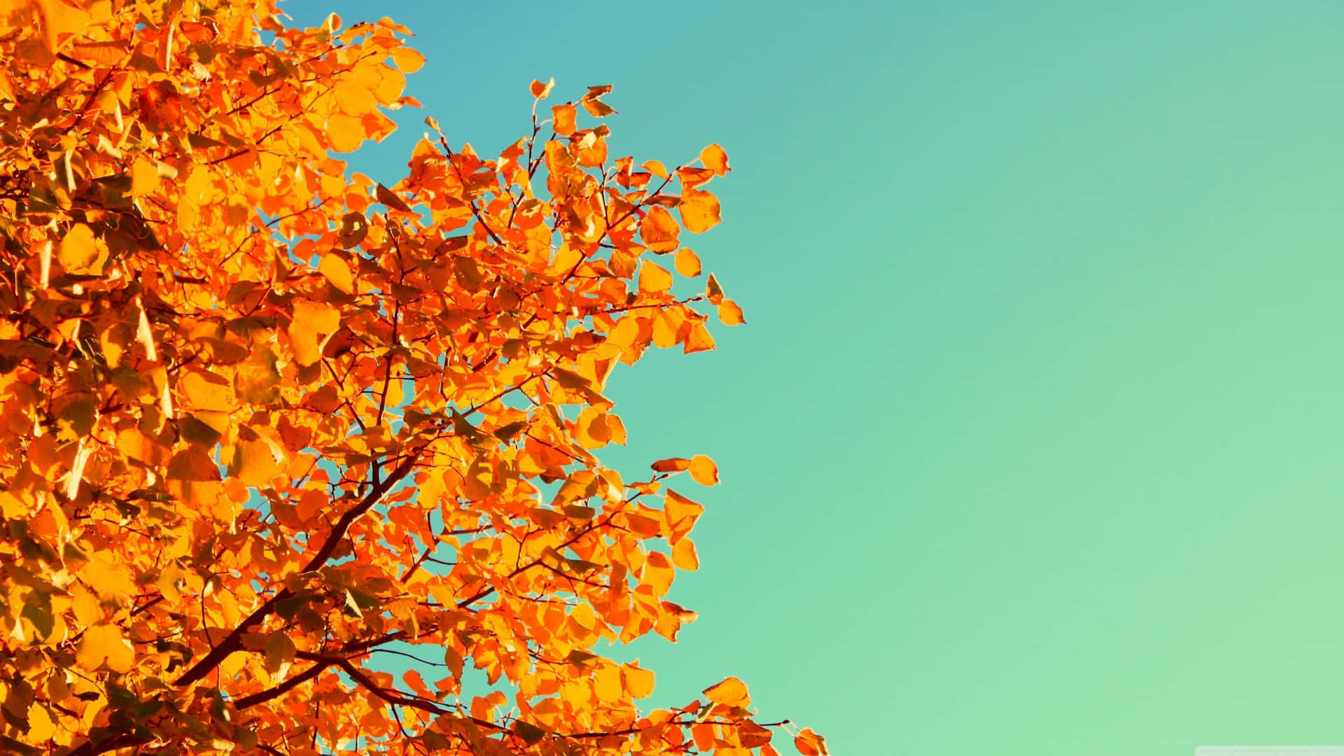Cozy Blankets, Warm Cider And The Perfect Fall Day. Background