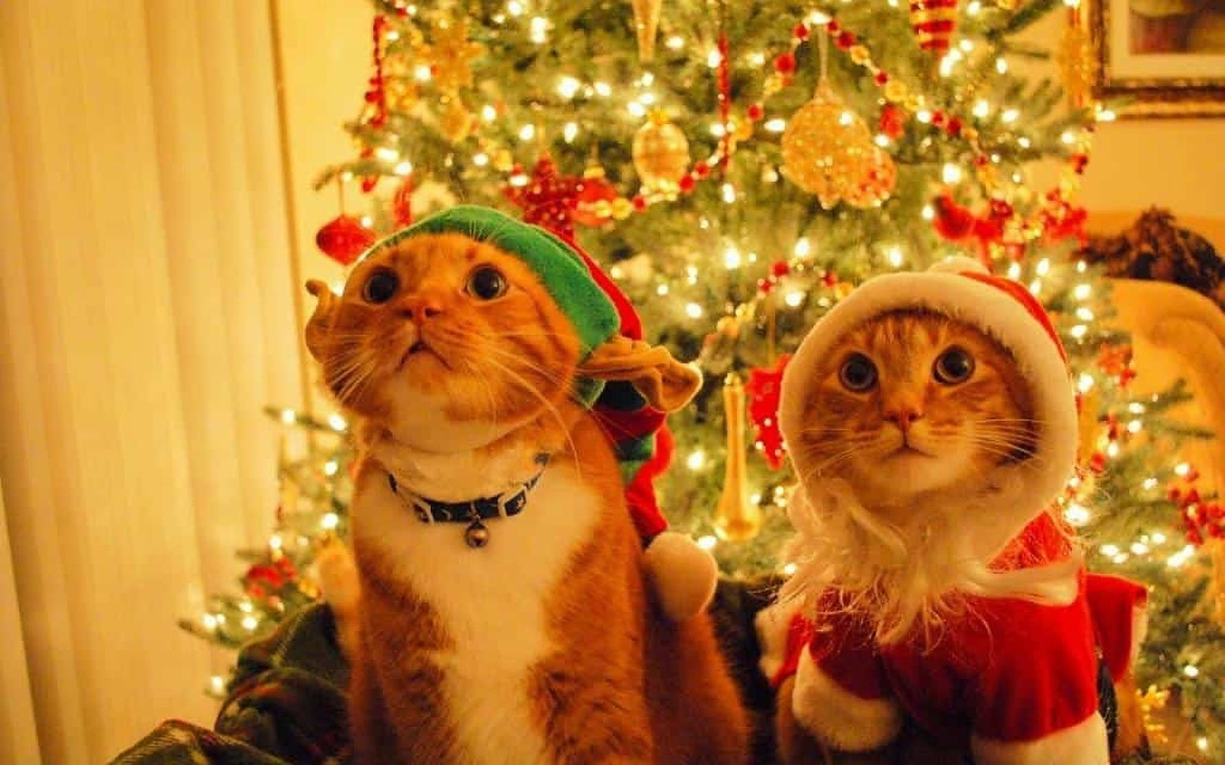 Cozy Christmas Aesthetic Cats Background