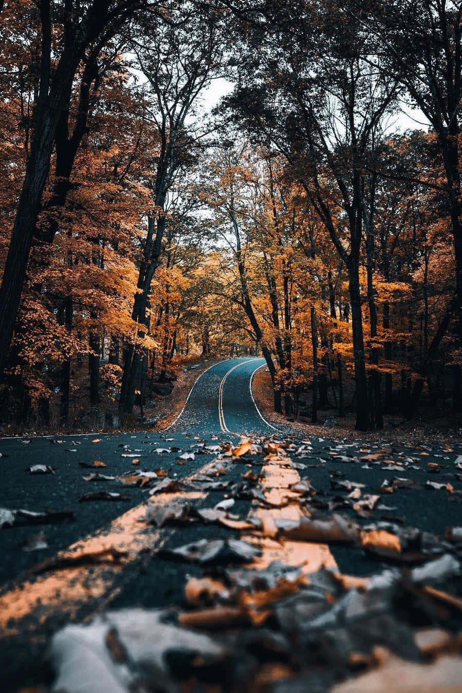 Cozy Road Iphone Background