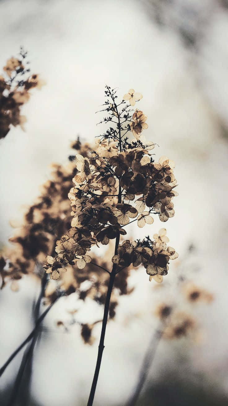 Cozy Spring Flowers Iphone Background