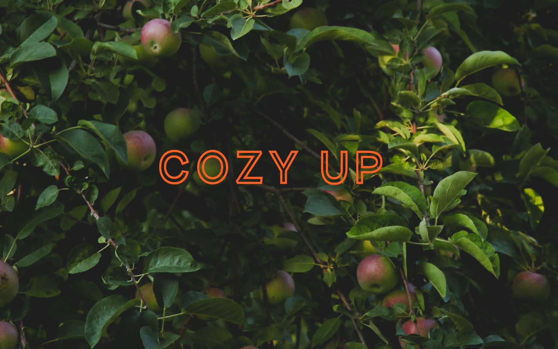 Cozy Up - A Tree With Apples Background