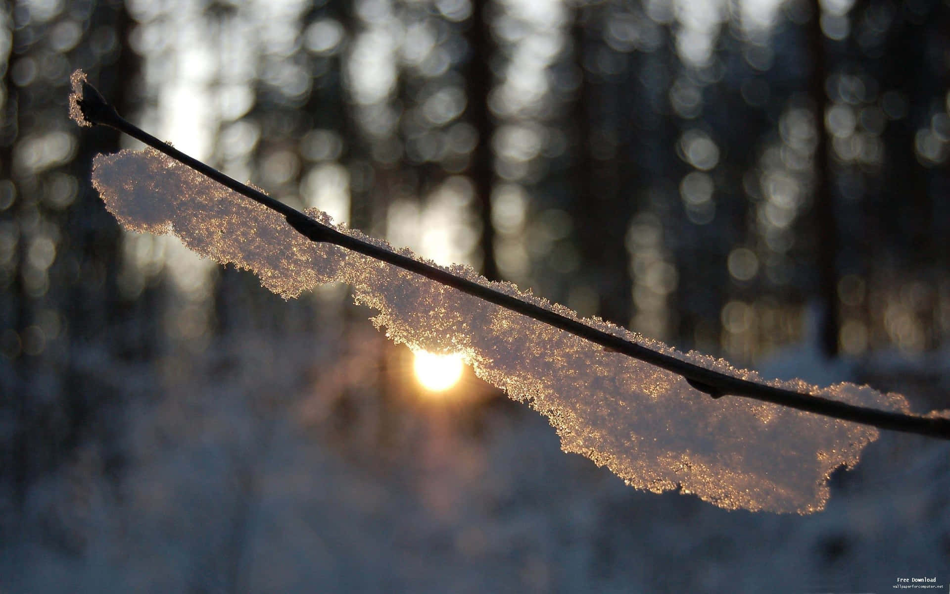 Cozy Winter Branch Snow Sunset Desktop Background