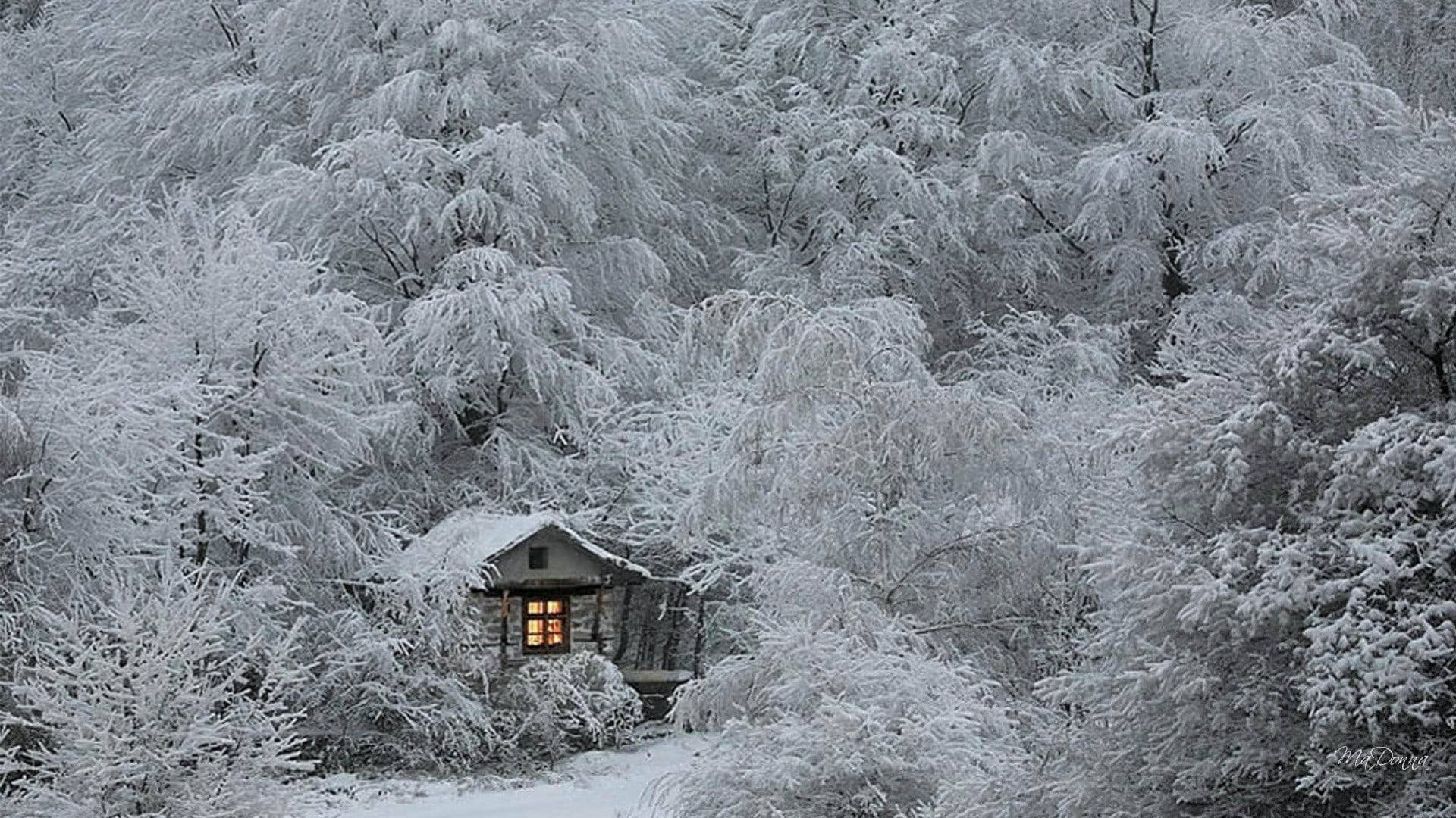 Cozy Winter Snow-covered Woods