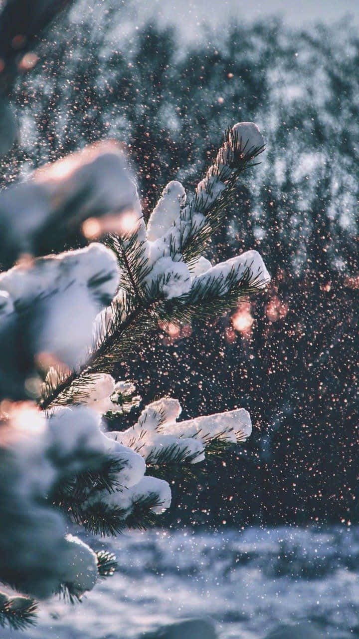 Cozy Winter Snowy Pine Leaves Tumblr Background