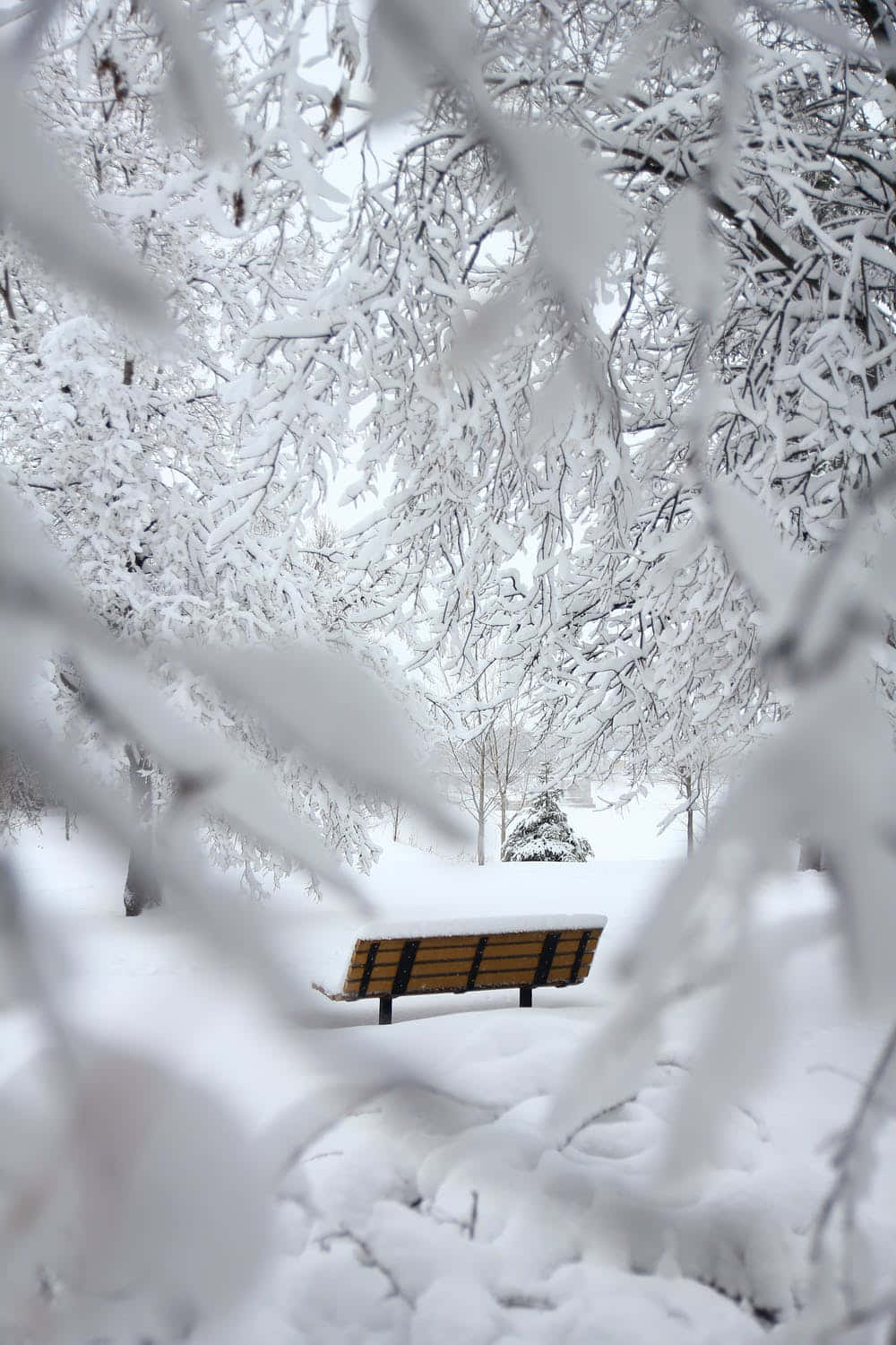 Cozy Winter Wonderland Background