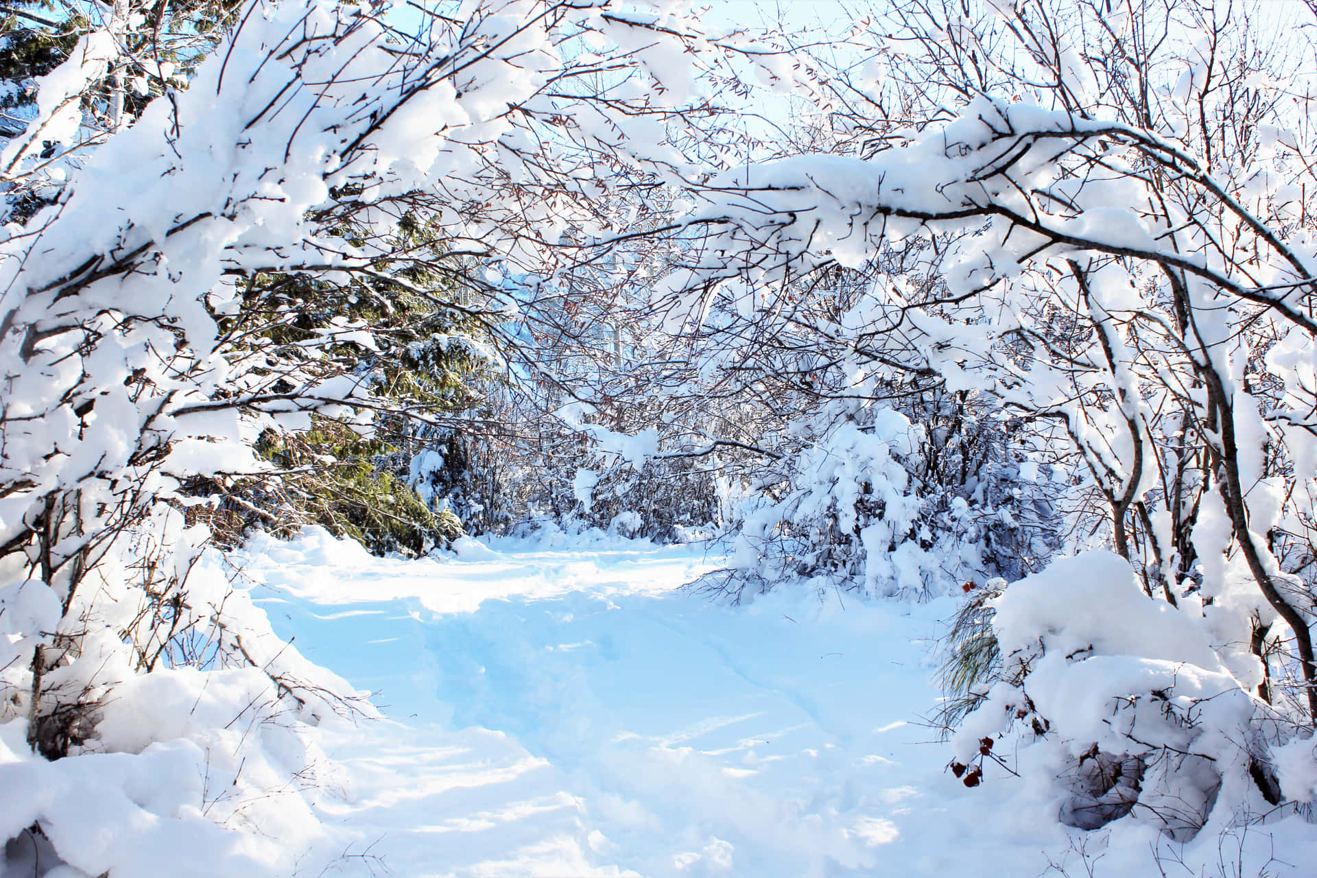 Cozy Winter Wonderland Background