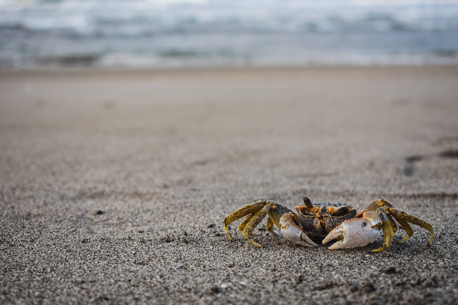 Crab At El Salvador Shore