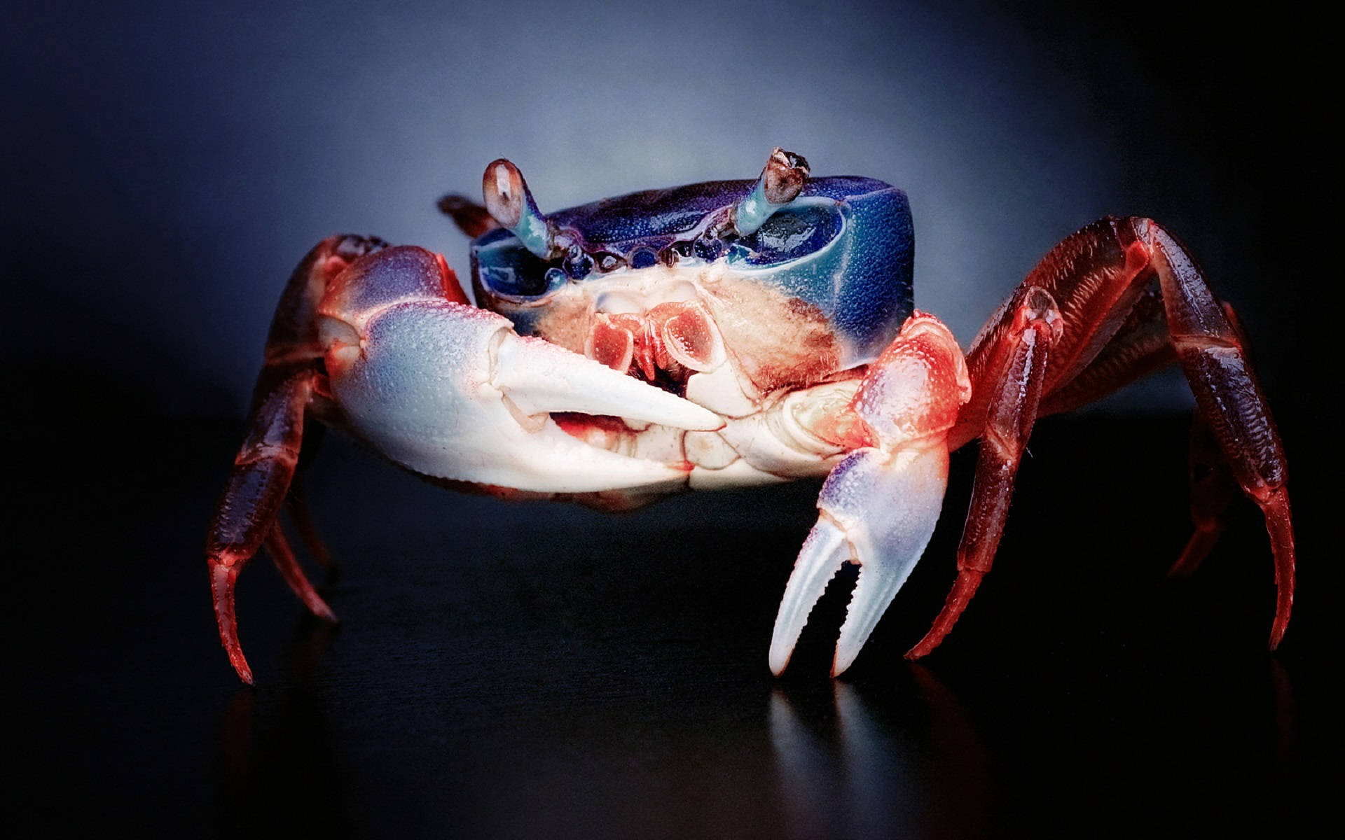 Crab Blue And Red Shell Background
