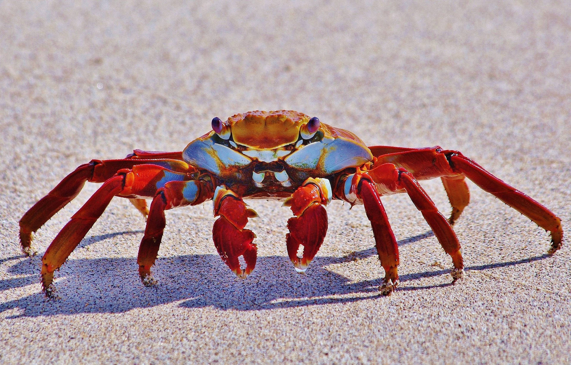 Crab In Beach