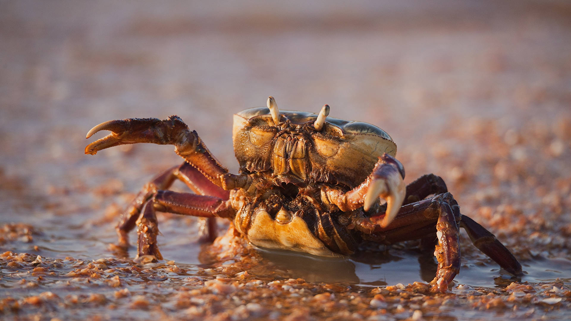 Crab In Muddy Water Background