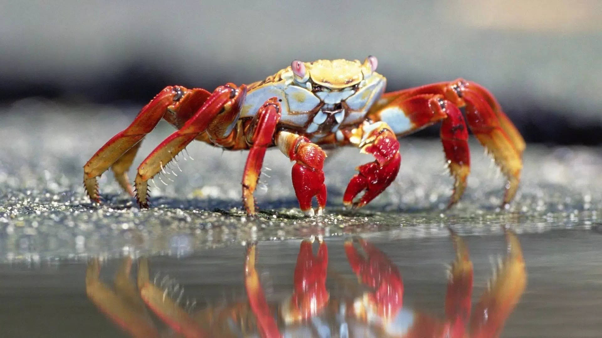 Crab In Pond Background