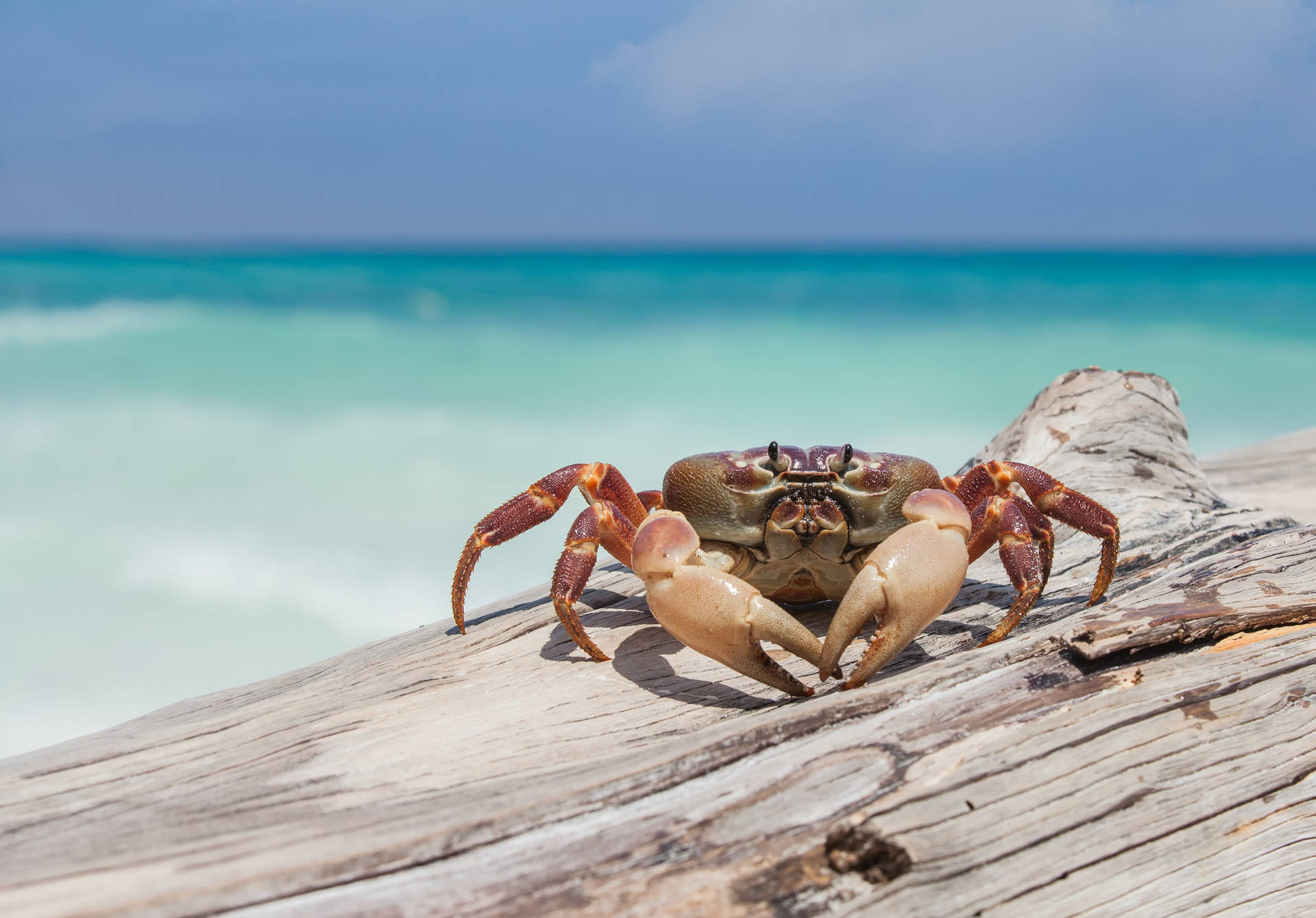 Crab In The Shore Background