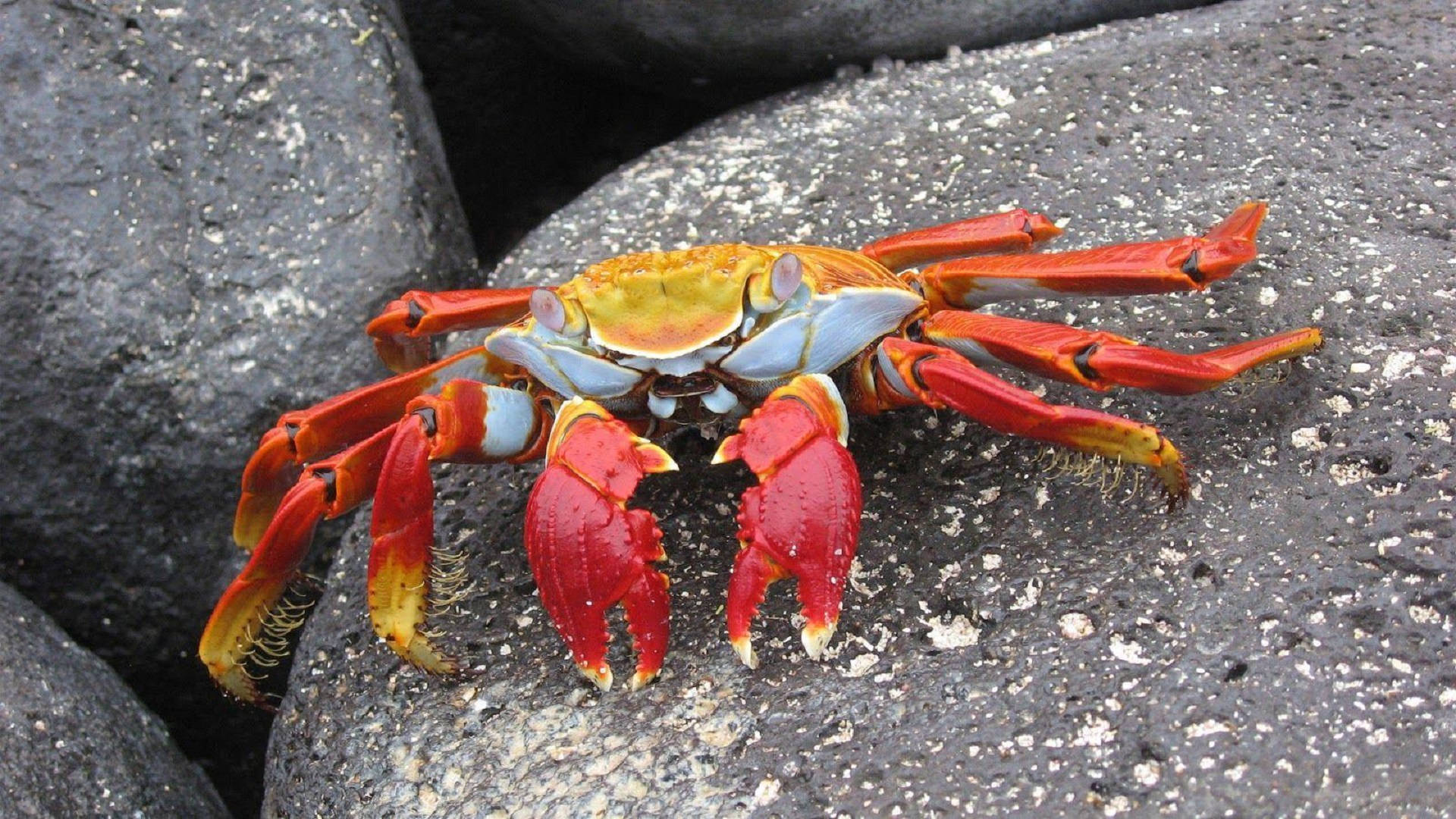 Crab On A Stone