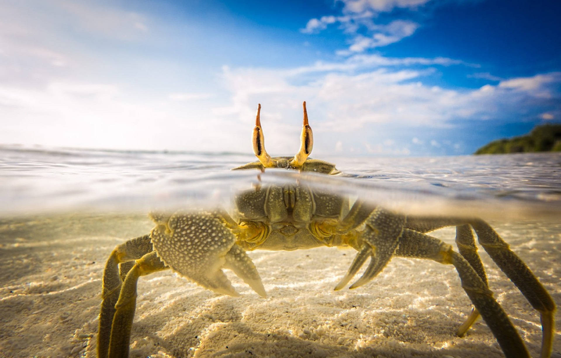 Crab Swimming In Beach Background