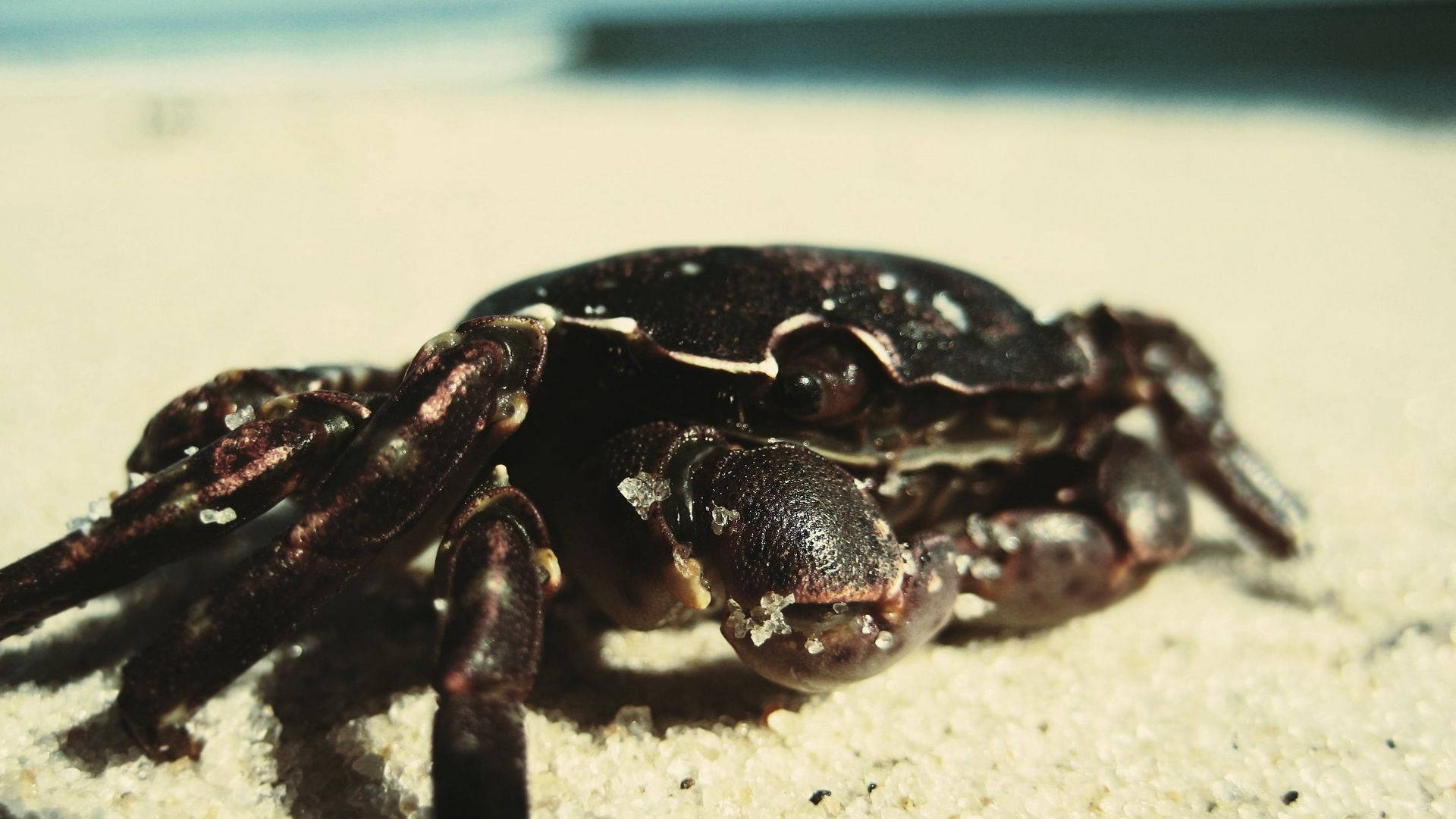Crab With Black Shell Background