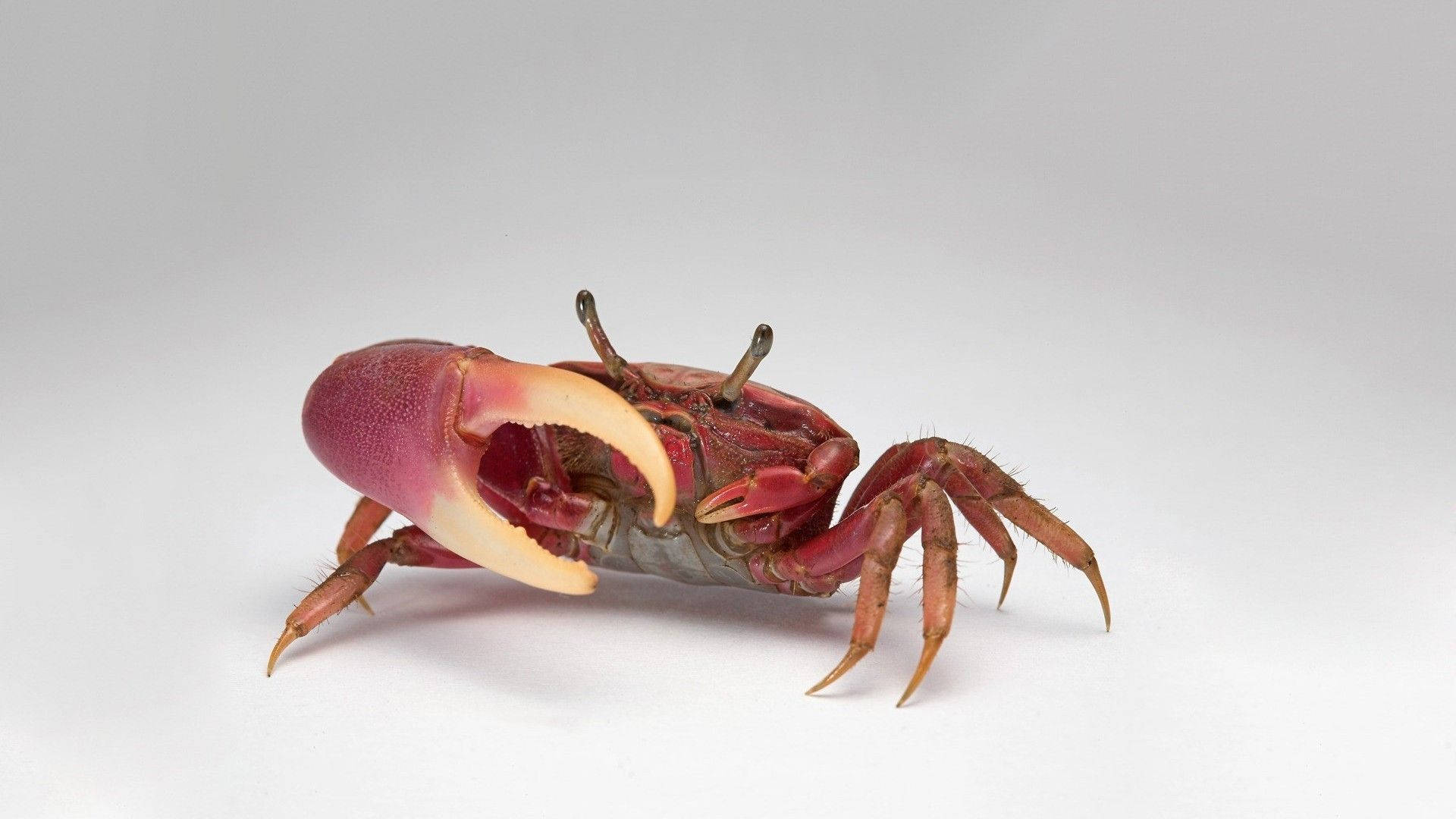 Crab With Massive Claw Background