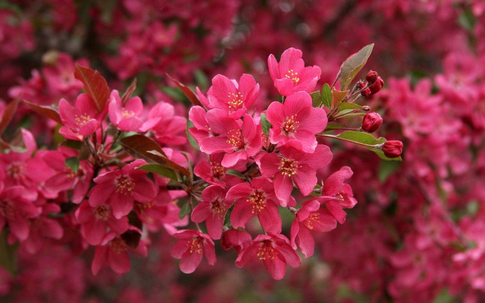 Crabapple Pink Flower Background