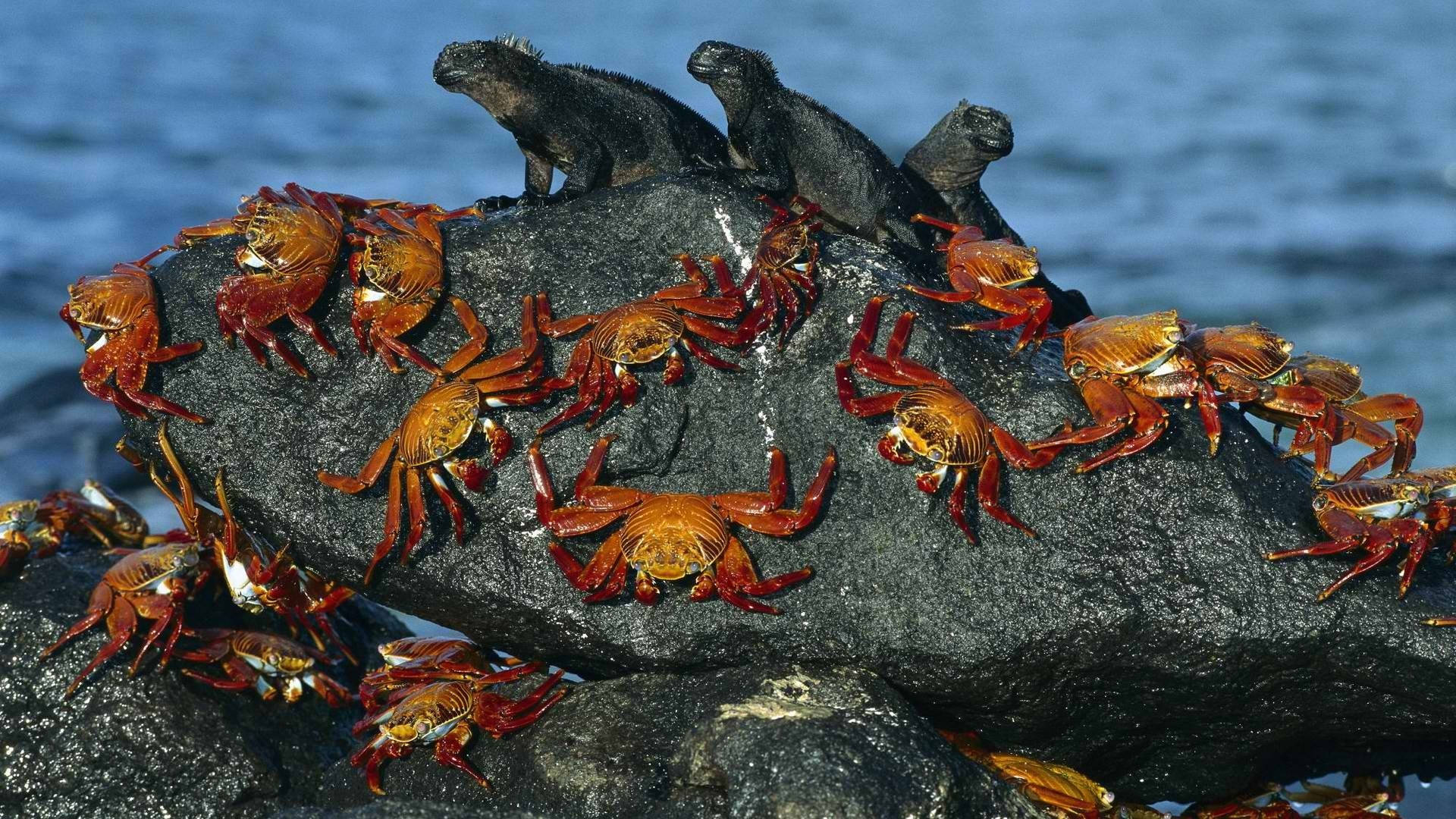 Crabs And Iguanas Background