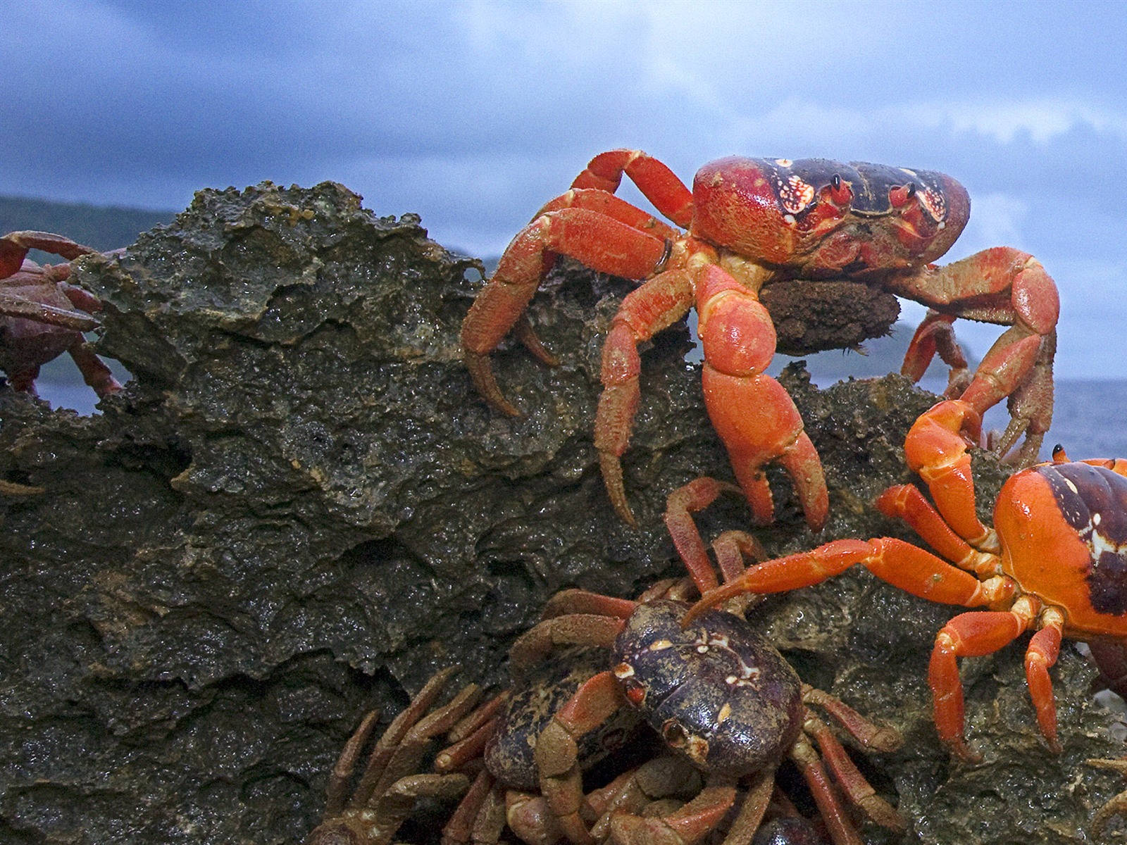 Crabs Climbing A Rock Background