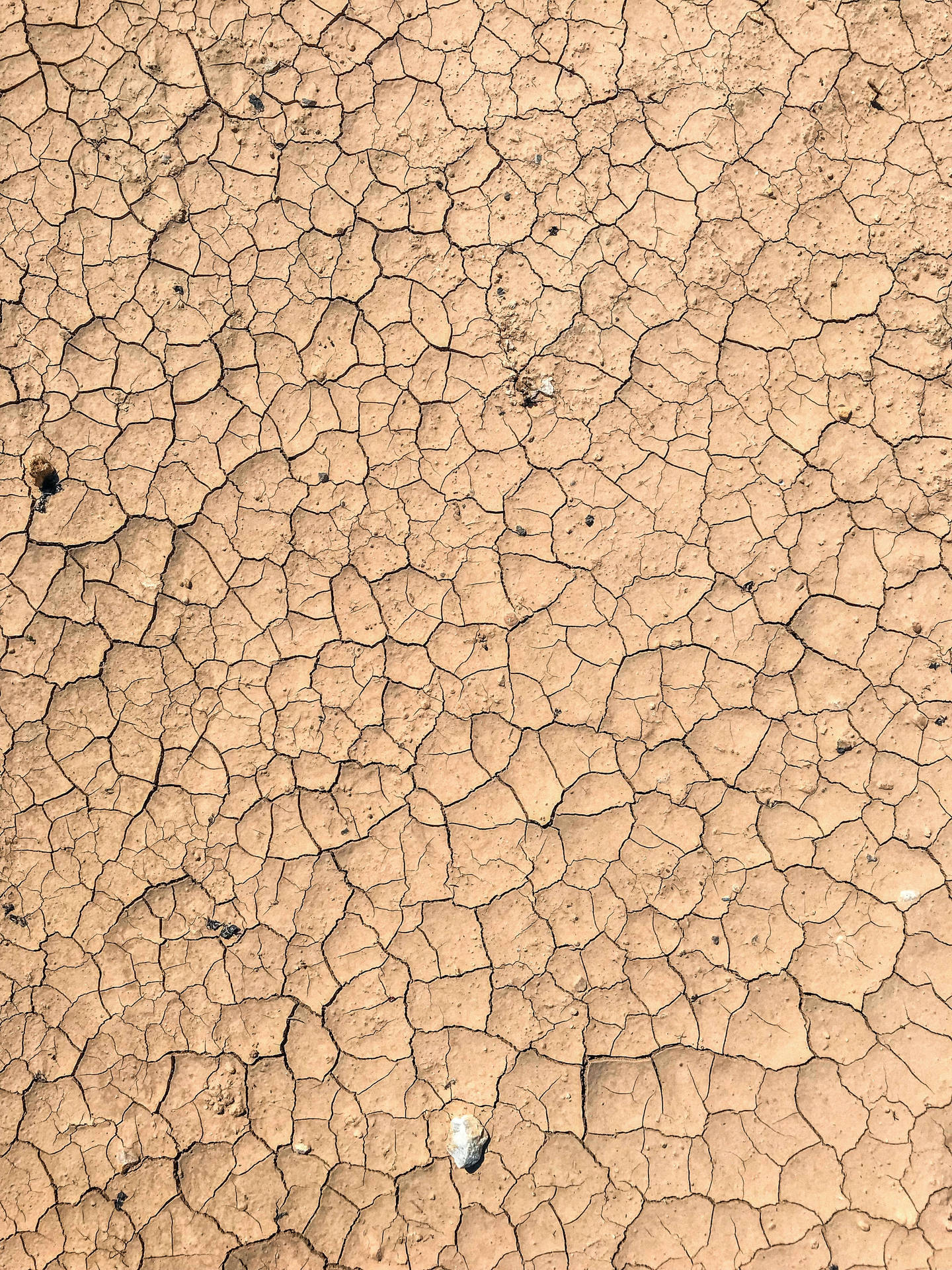 Cracked Dry Mud Texture