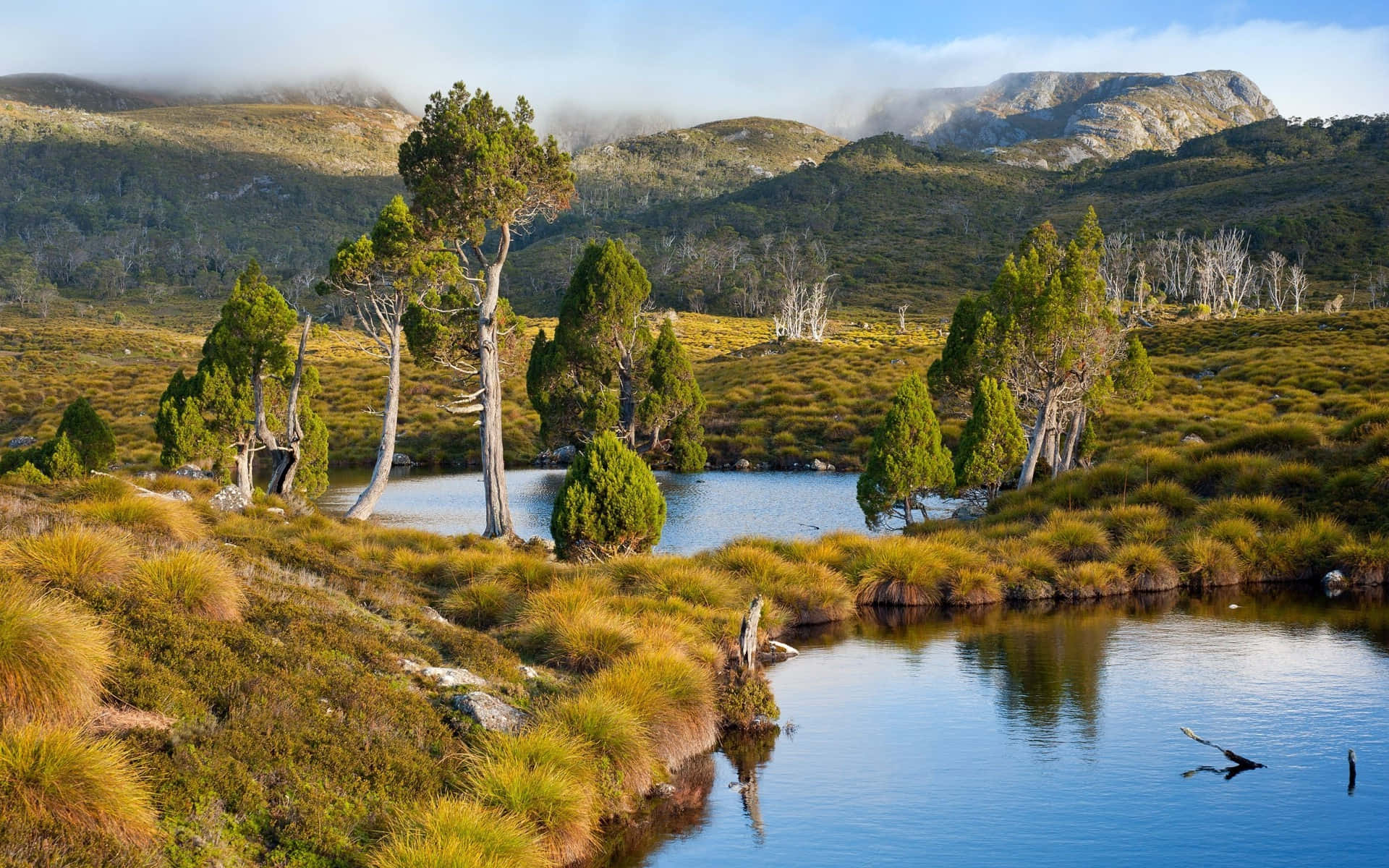 Cradle Mountain Lake St Clair National Park Shrubs Background