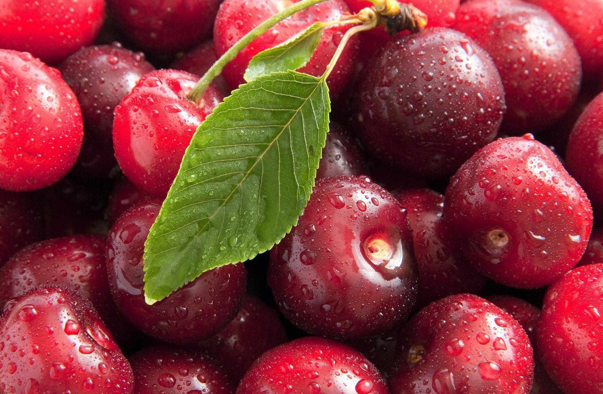 Cranberries: A Healthy Superfood