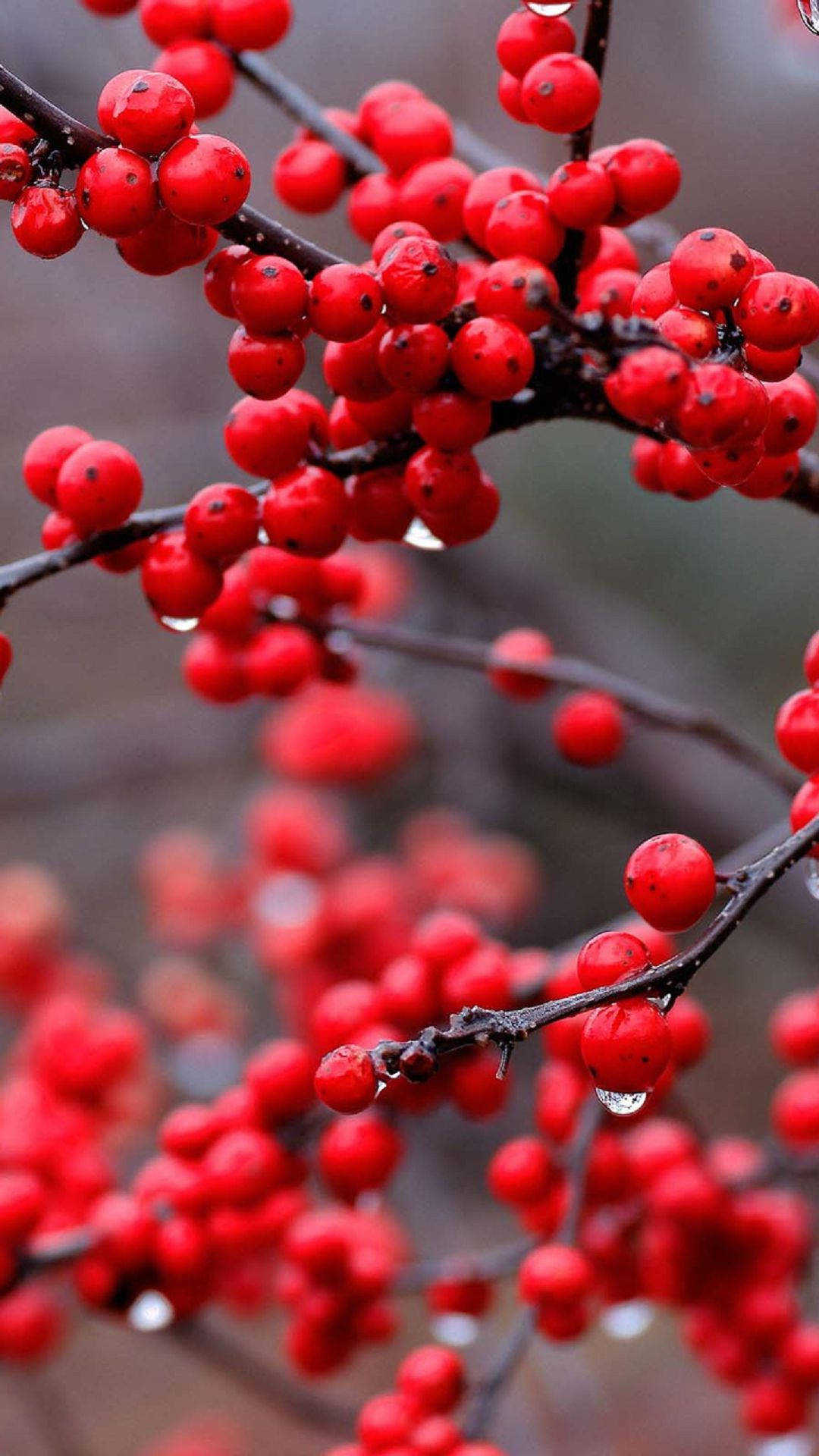 Cranberry Growing In Shrub