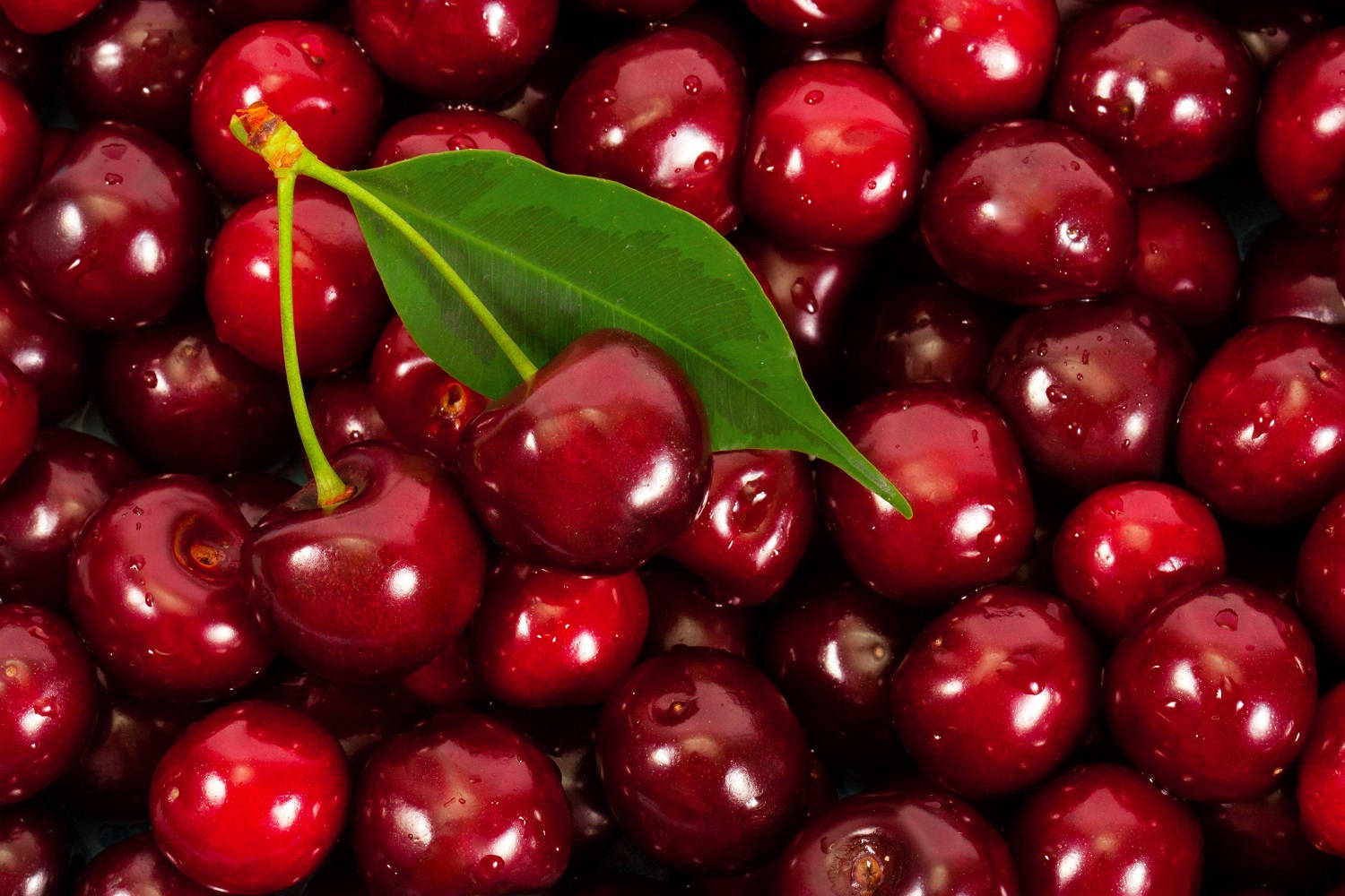 Cranberry Native North American Fruit Background